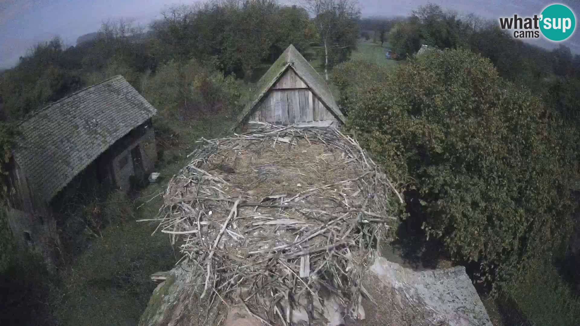 Villaggio delle cicogne europee webcam Parco naturale di Lonjsko polje