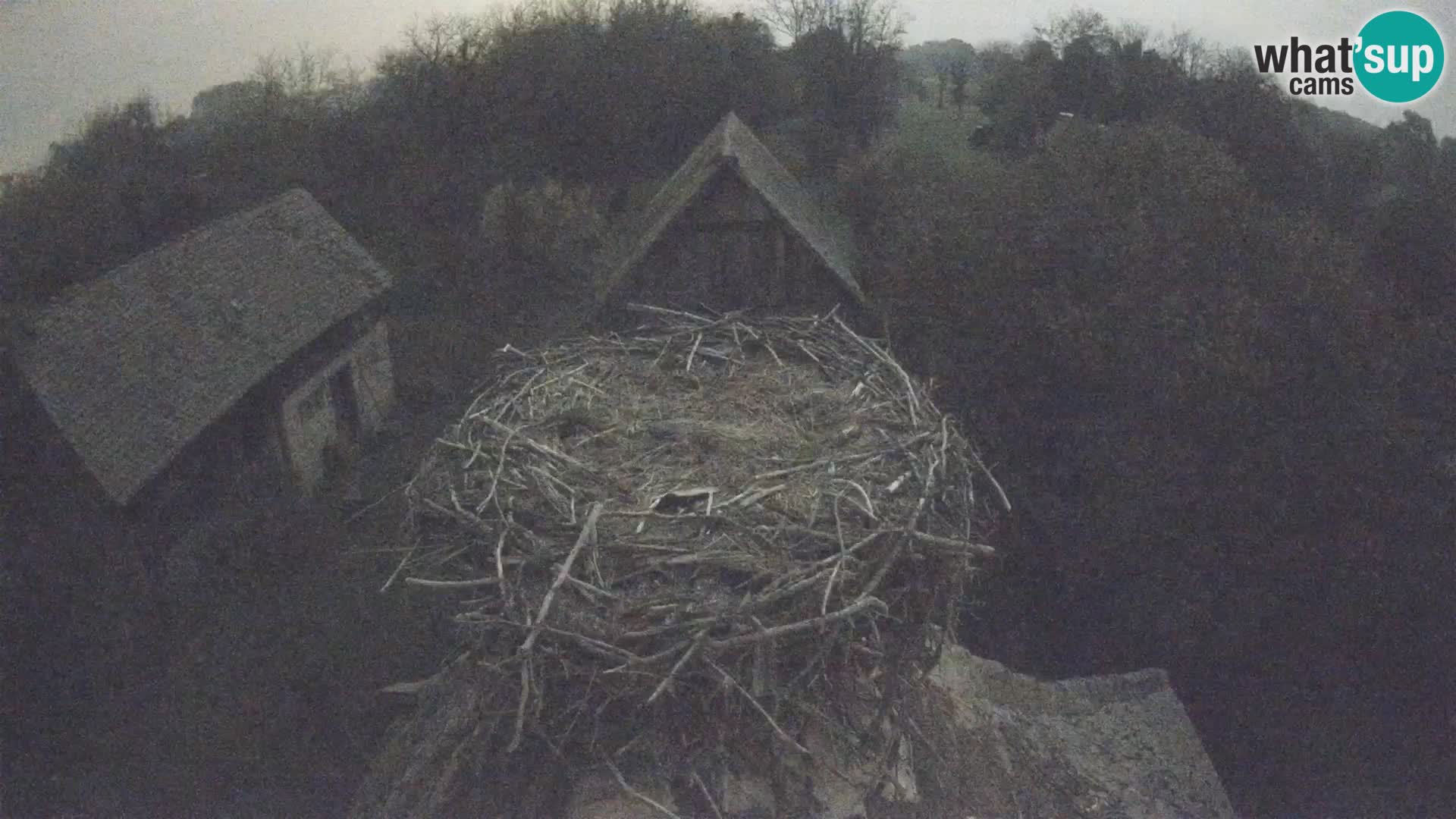 Villaggio delle cicogne europee webcam Parco naturale di Lonjsko polje