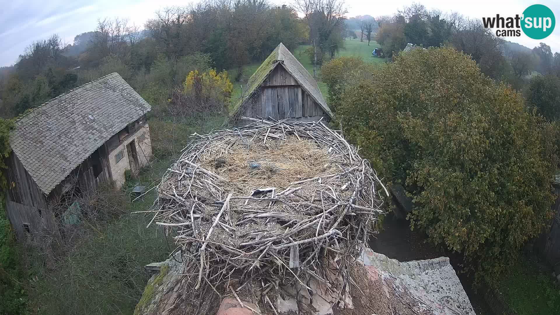 Villaggio delle cicogne europee webcam Parco naturale di Lonjsko polje