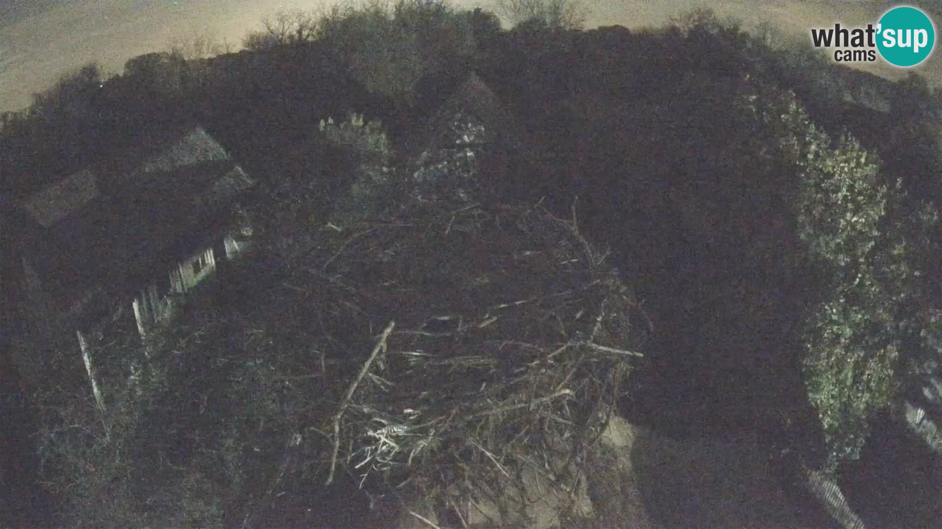 Villaggio delle cicogne europee webcam Parco naturale di Lonjsko polje