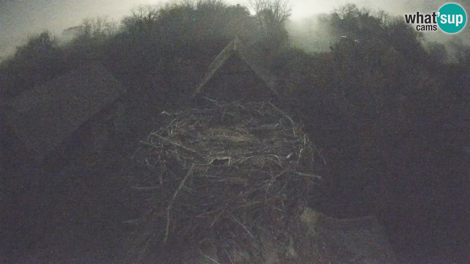 Village européen de cigognes webcam Parc naturel de Lonjsko polje