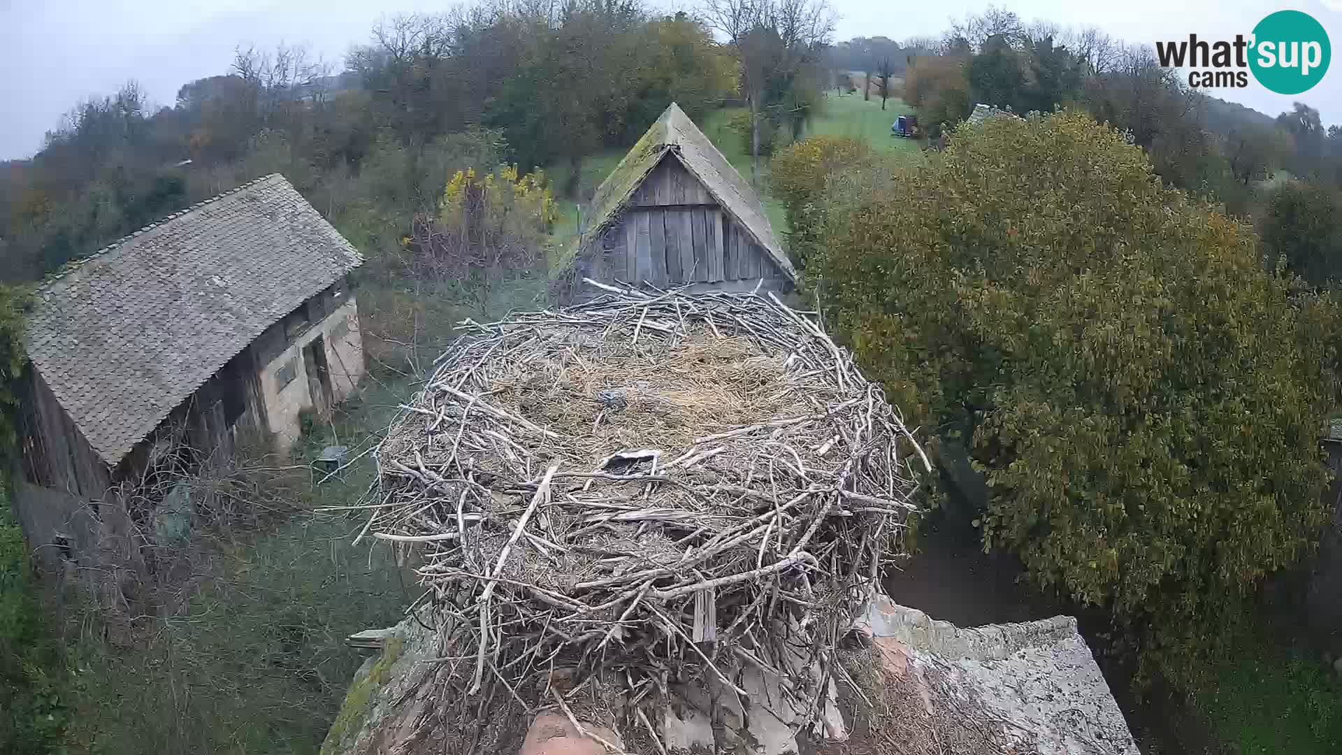 Village européen de cigognes webcam Parc naturel de Lonjsko polje