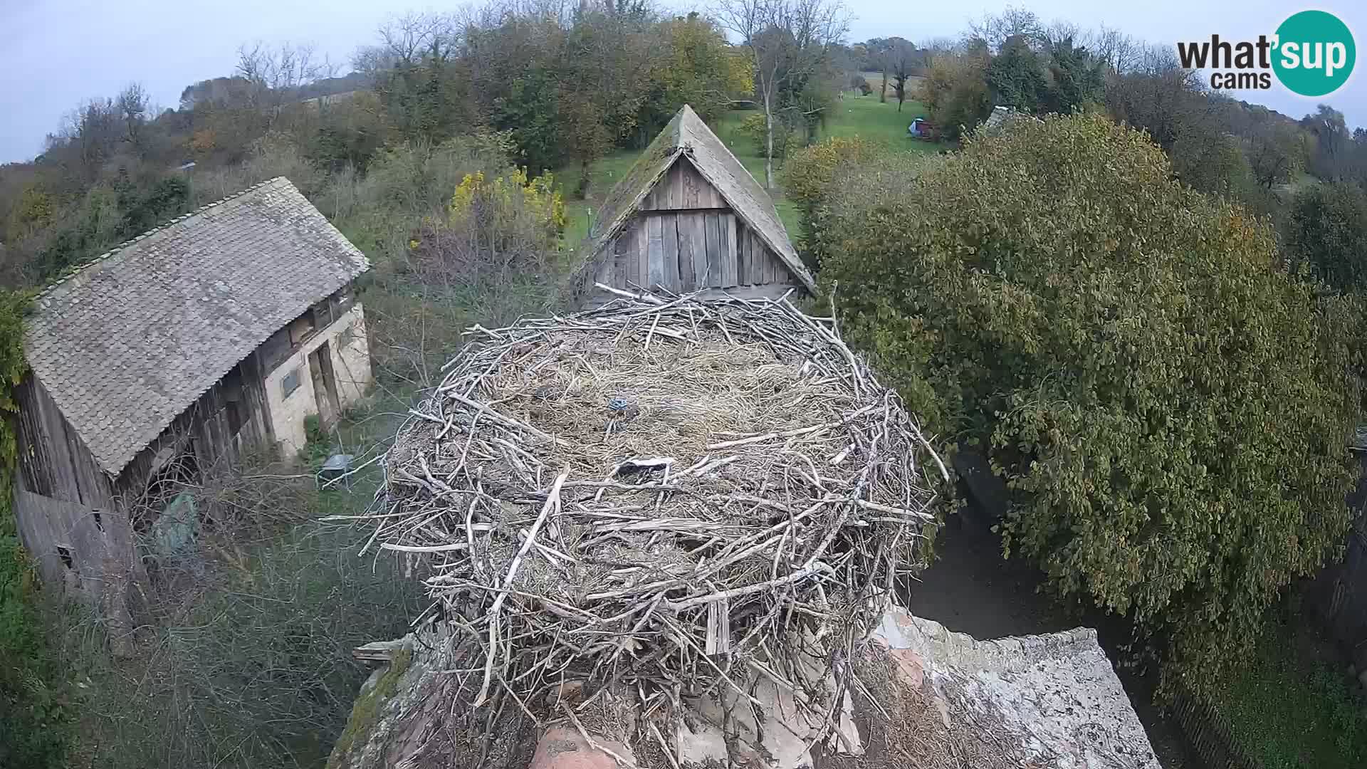 Villaggio delle cicogne europee webcam Parco naturale di Lonjsko polje