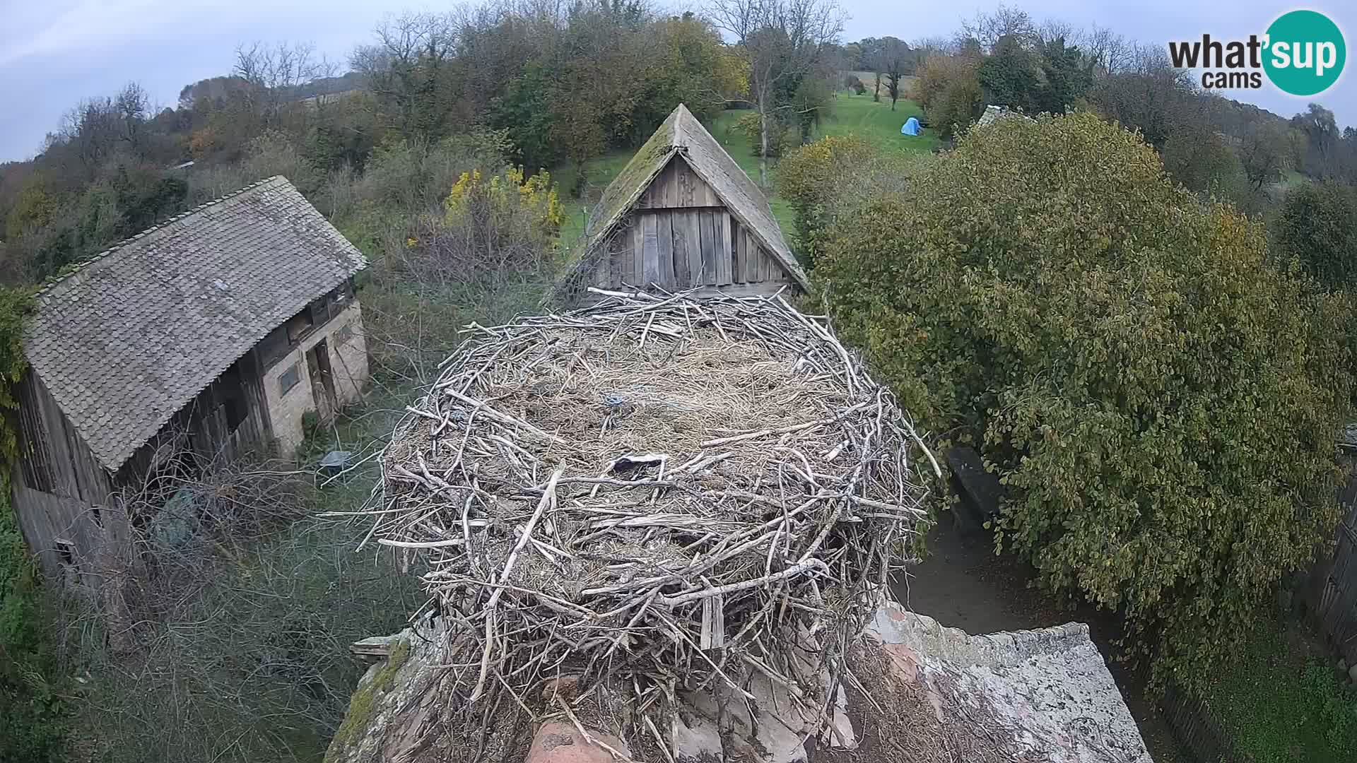 Village européen de cigognes webcam Parc naturel de Lonjsko polje