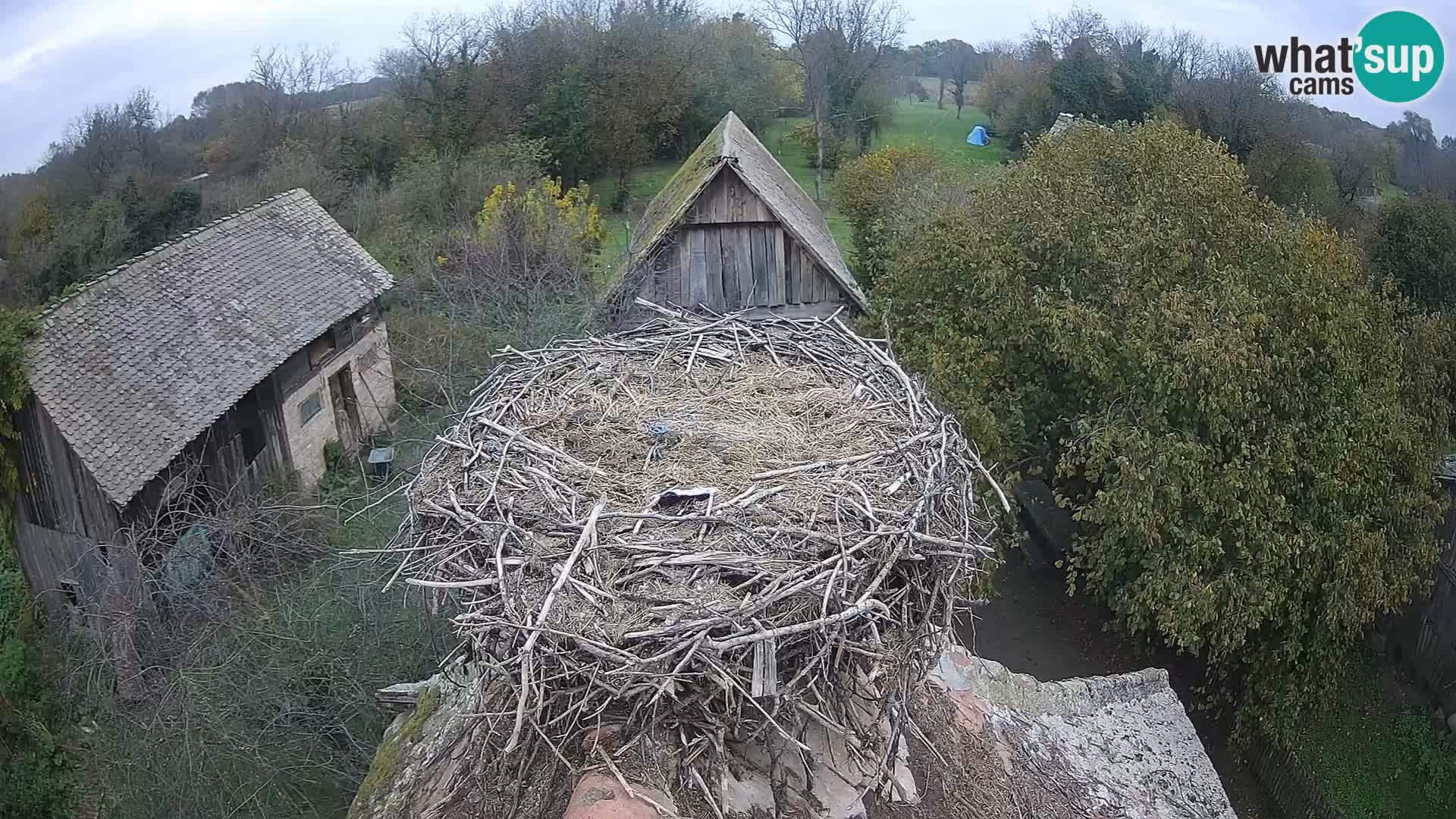 Village européen de cigognes webcam Parc naturel de Lonjsko polje