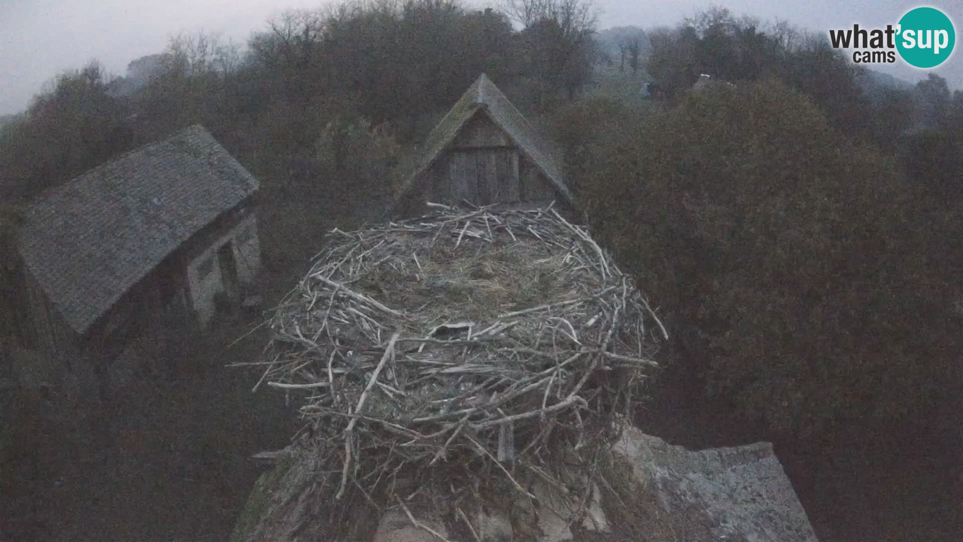 Villaggio delle cicogne europee webcam Parco naturale di Lonjsko polje