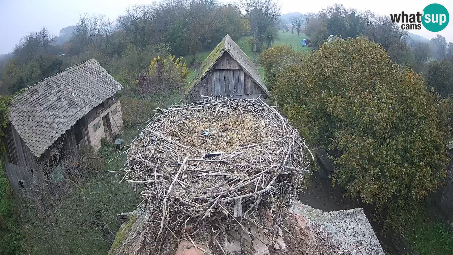 Pueblo europeo de cigüeñas camera en vivo Parque Natural Lonjsko polje