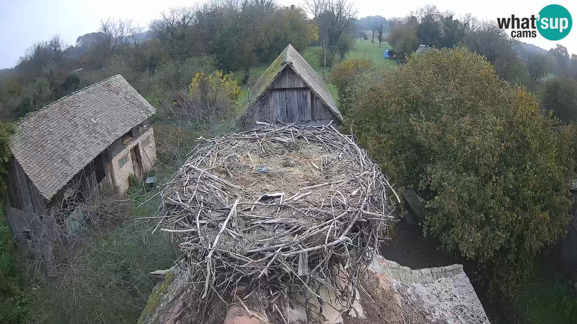 Pueblo europeo de cigüeñas camera en vivo Parque Natural Lonjsko polje