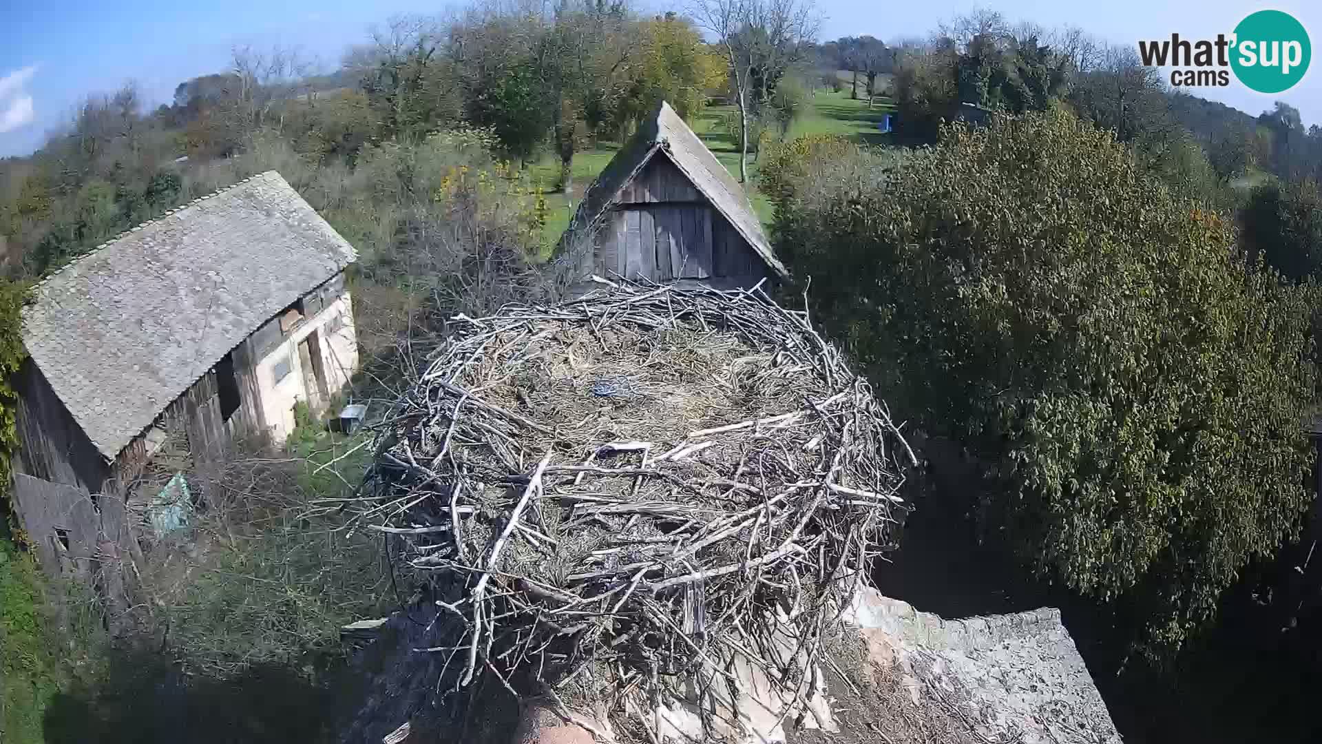 Village européen de cigognes webcam Parc naturel de Lonjsko polje