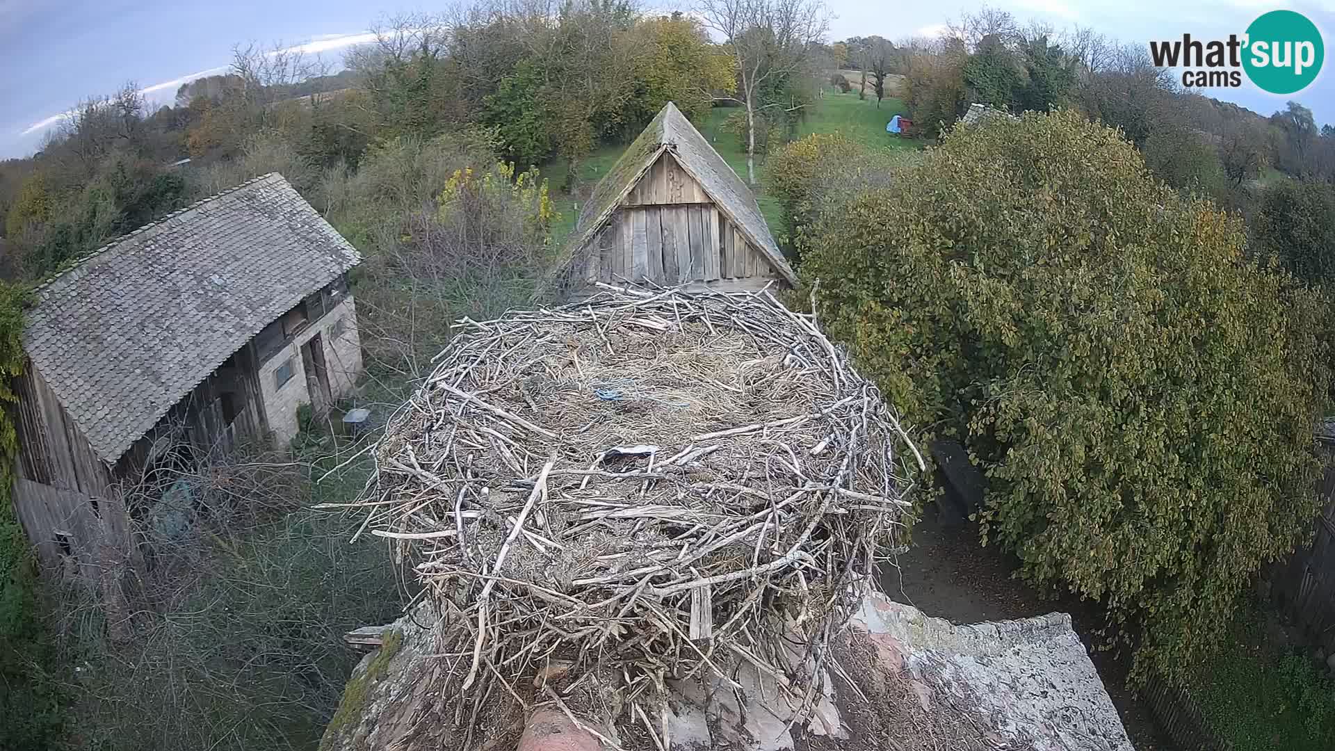 Webcam Europäisches Storchendorf – Naturpark Lonjsko polje