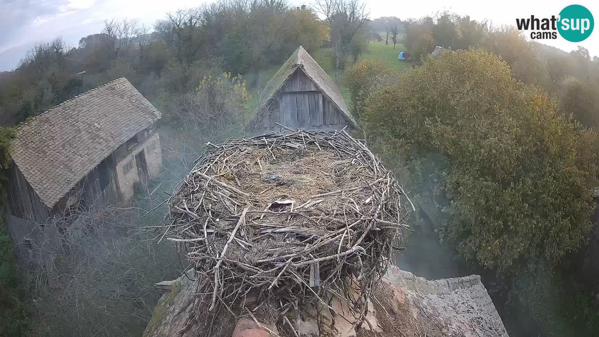 Pueblo europeo de cigüeñas camera en vivo Parque Natural Lonjsko polje