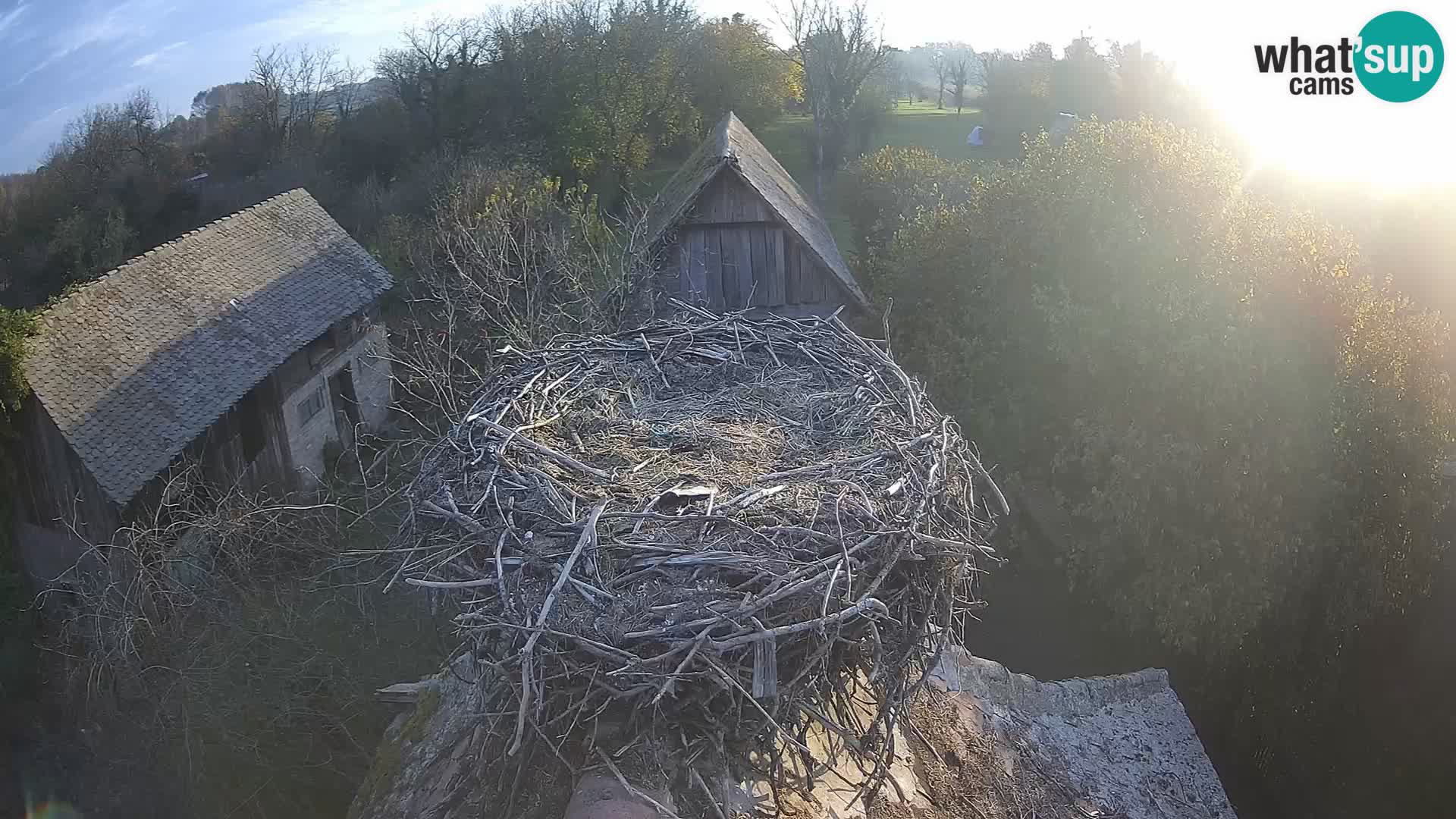 Villaggio delle cicogne europee webcam Parco naturale di Lonjsko polje