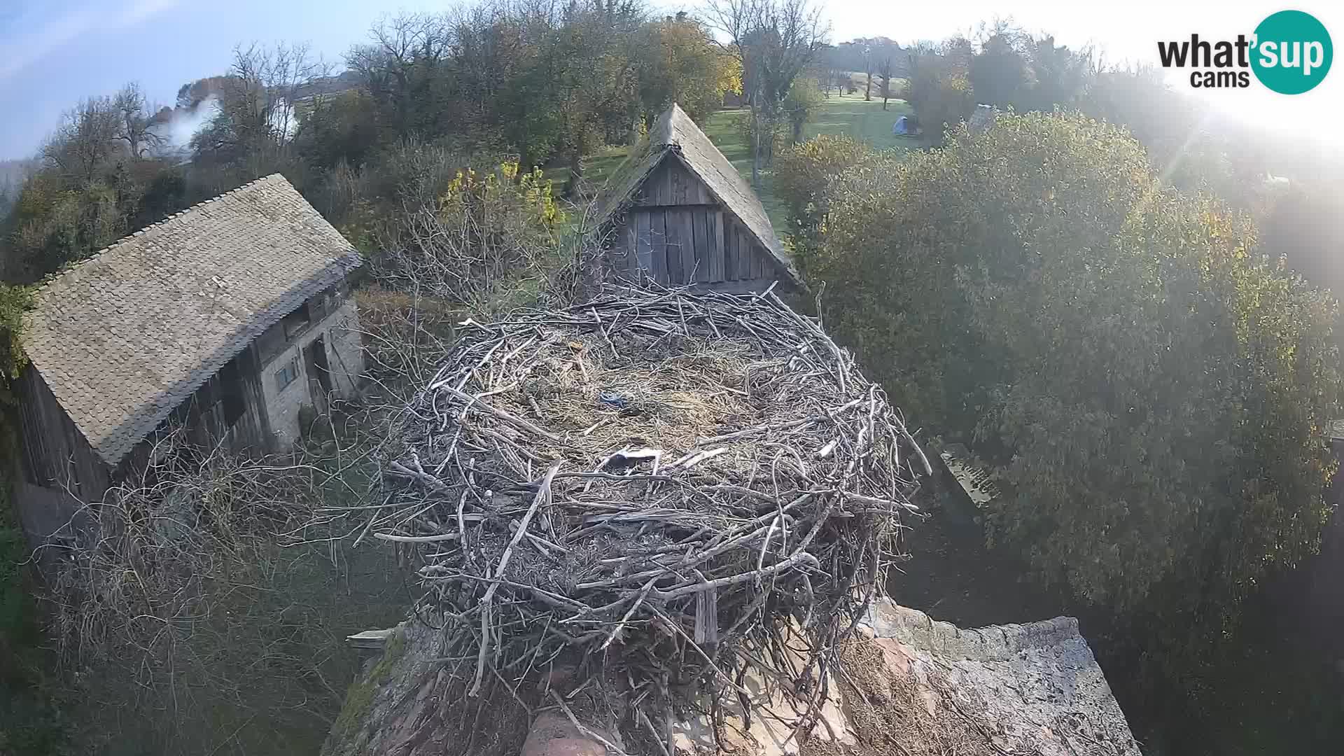 Webcam Europäisches Storchendorf – Naturpark Lonjsko polje