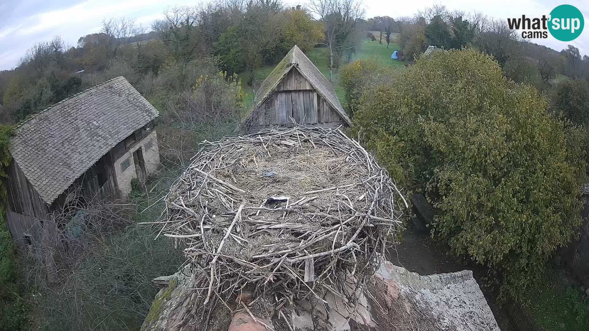 Pueblo europeo de cigüeñas camera en vivo Parque Natural Lonjsko polje