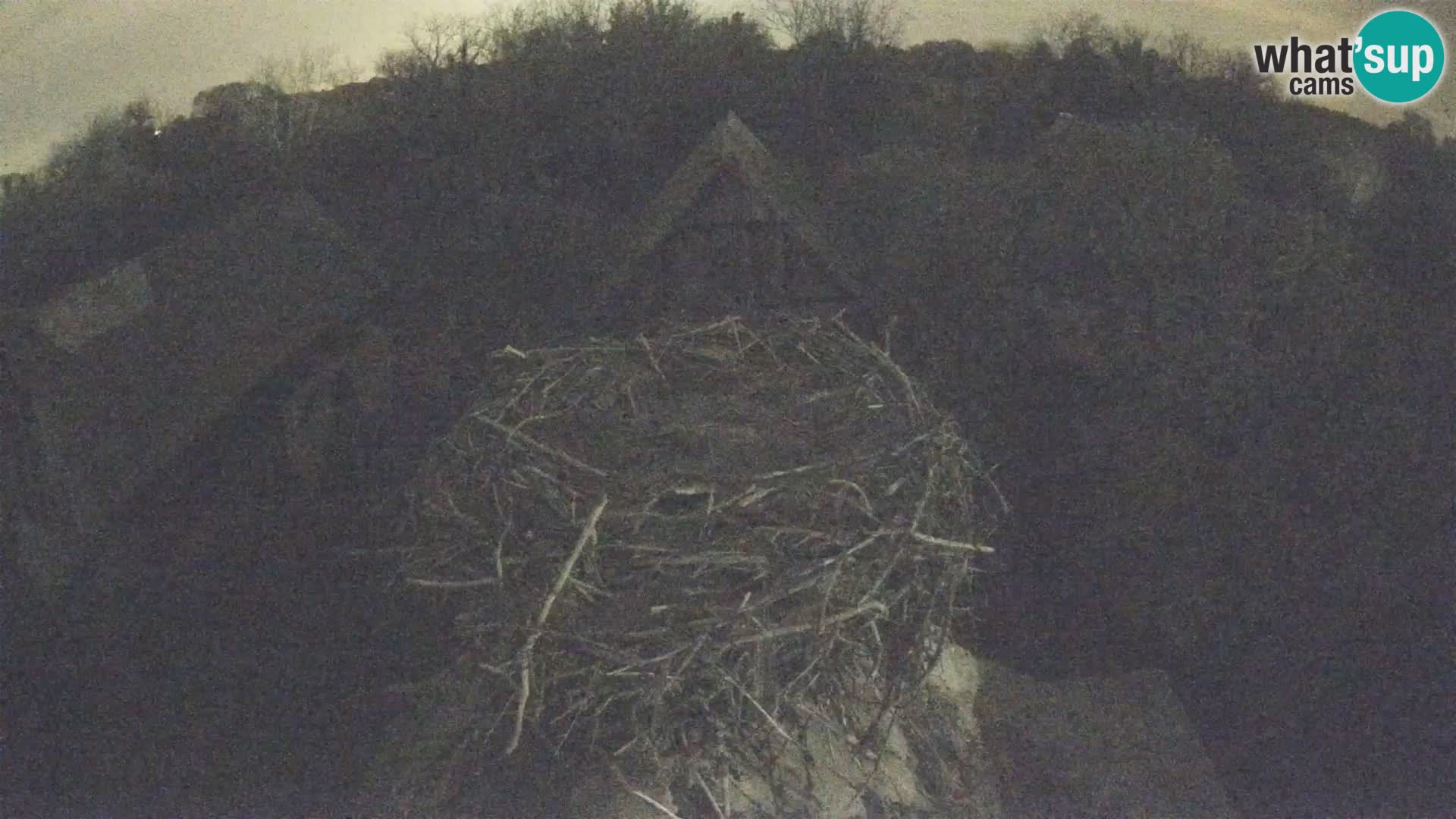 Villaggio delle cicogne europee webcam Parco naturale di Lonjsko polje