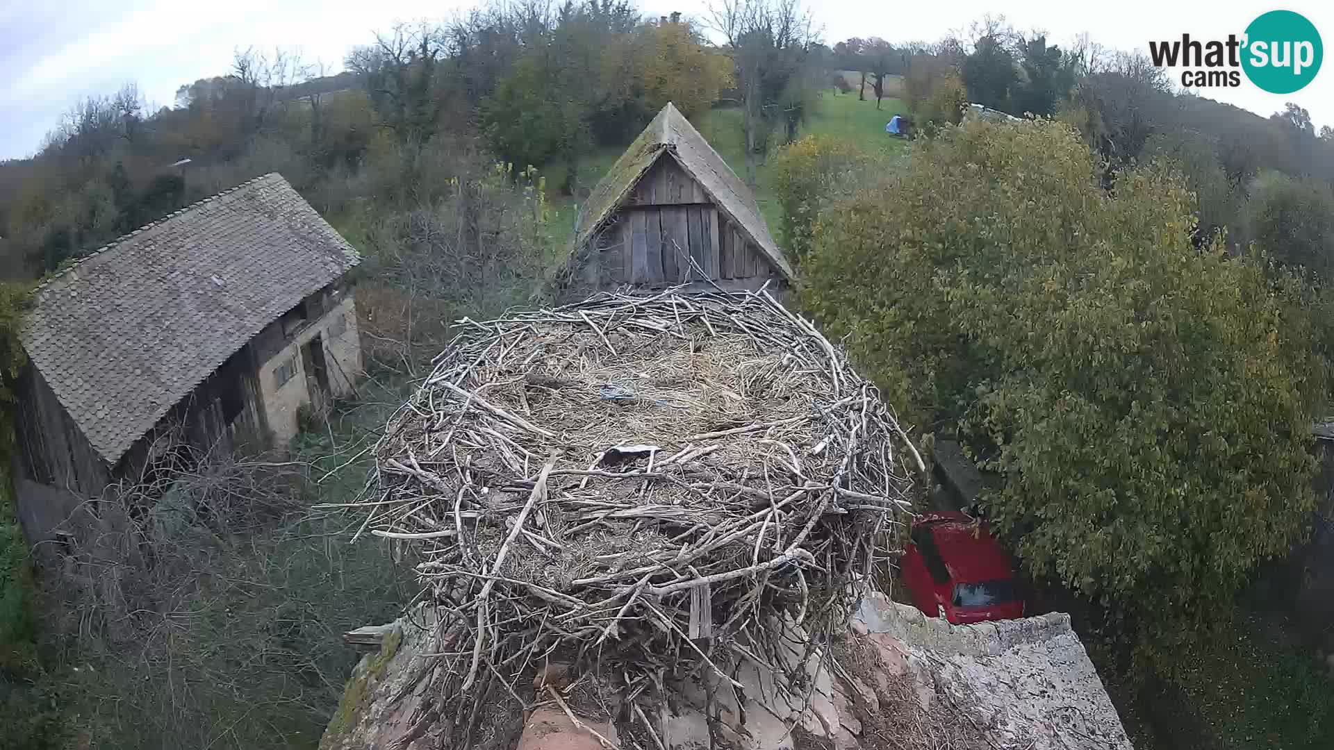 Pueblo europeo de cigüeñas camera en vivo Parque Natural Lonjsko polje