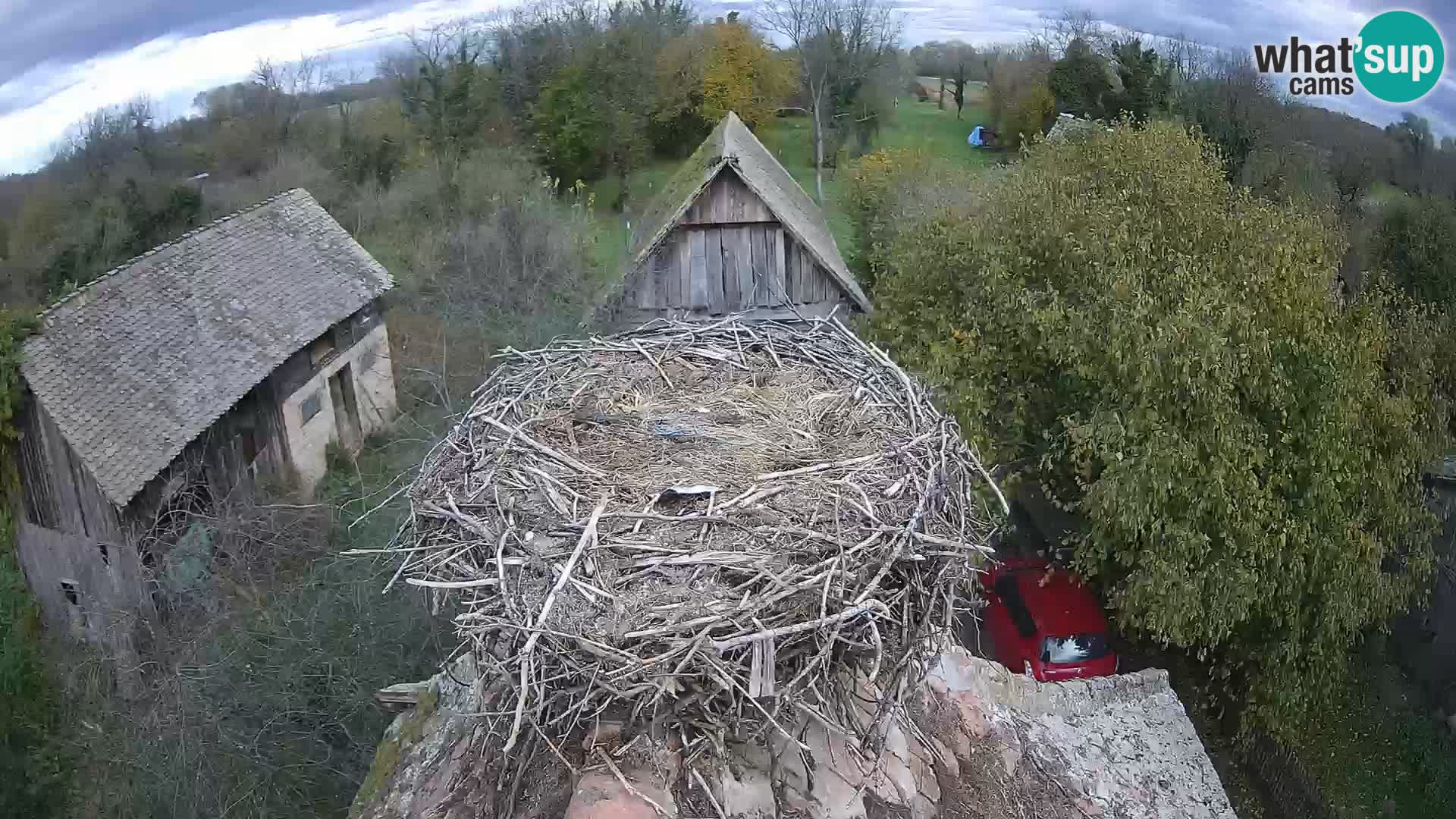 Pueblo europeo de cigüeñas camera en vivo Parque Natural Lonjsko polje
