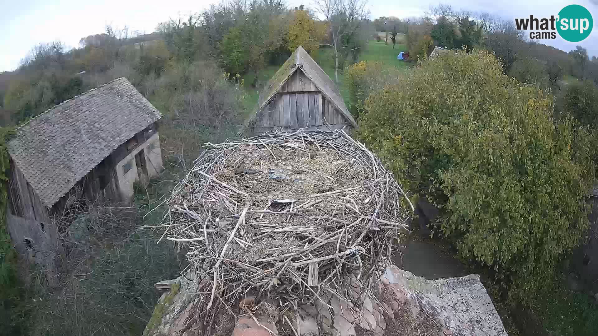 Village européen de cigognes webcam Parc naturel de Lonjsko polje