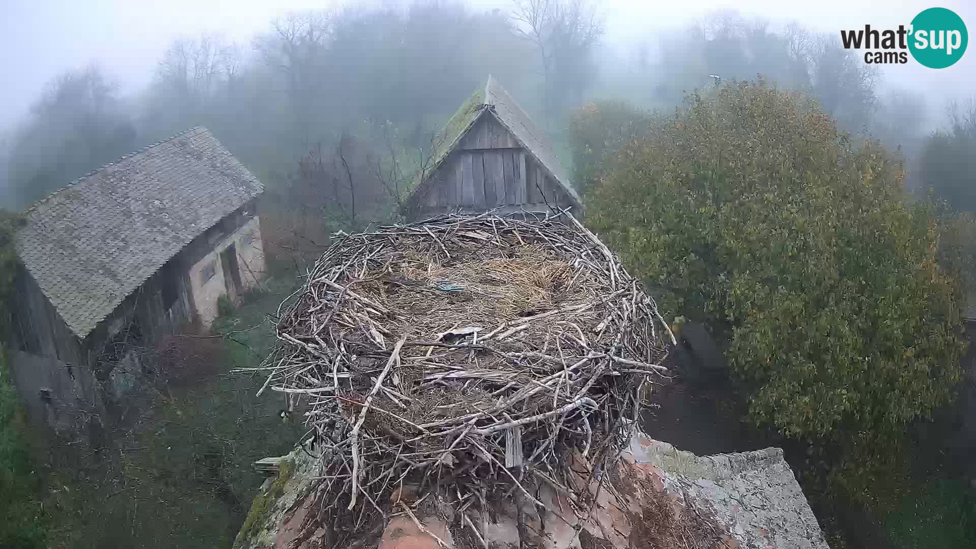 Villaggio delle cicogne europee webcam Parco naturale di Lonjsko polje