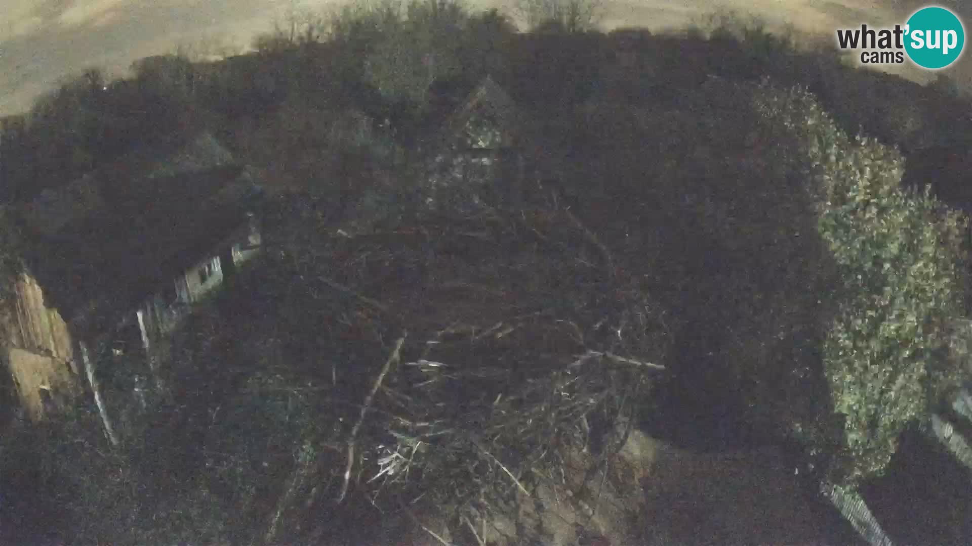 Villaggio delle cicogne europee webcam Parco naturale di Lonjsko polje