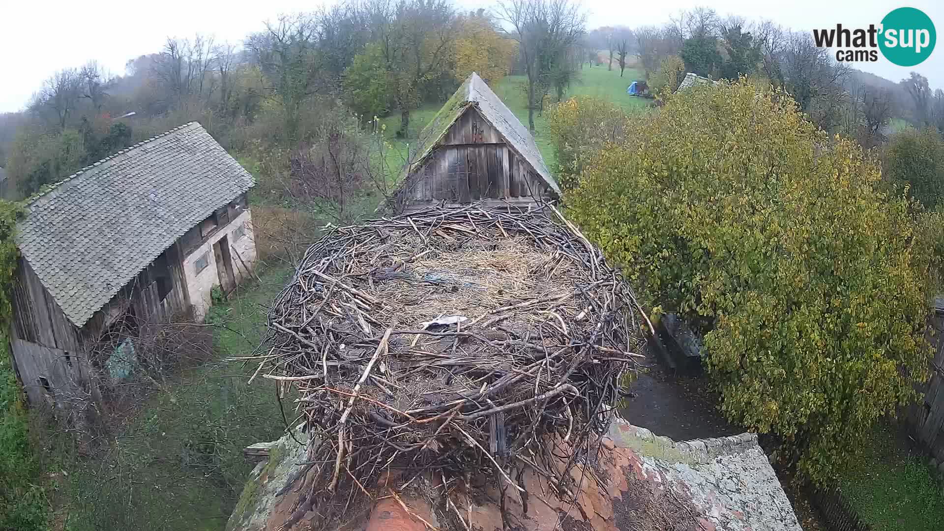 Pueblo europeo de cigüeñas camera en vivo Parque Natural Lonjsko polje