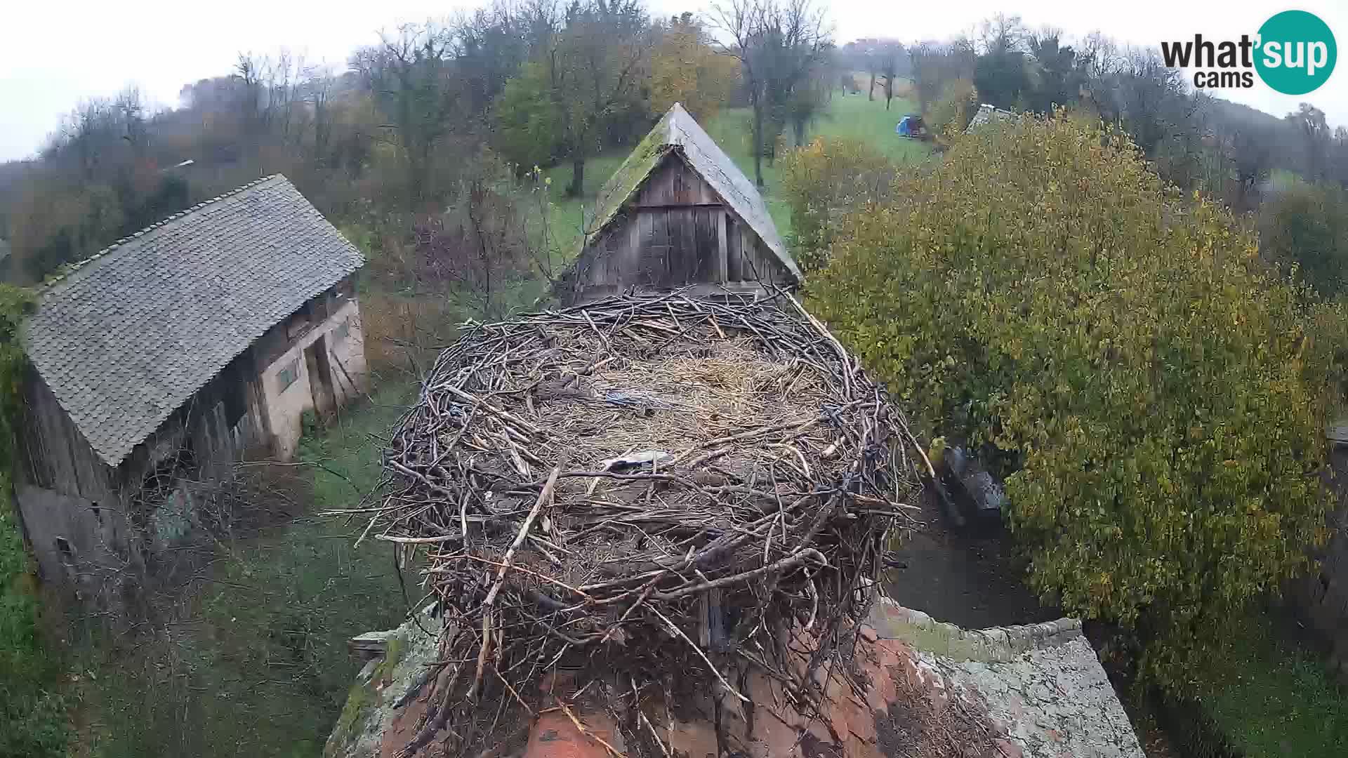 Pueblo europeo de cigüeñas camera en vivo Parque Natural Lonjsko polje