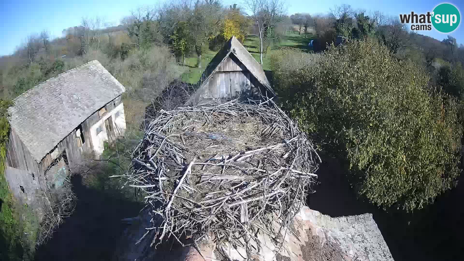 Webcam Europäisches Storchendorf – Naturpark Lonjsko polje
