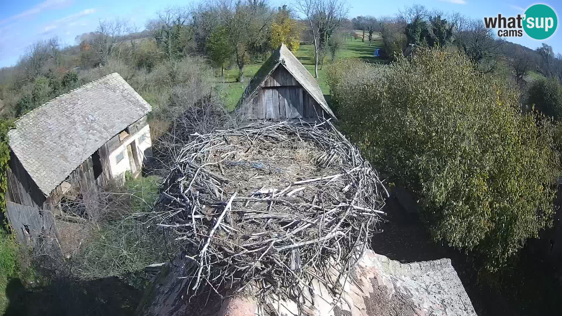 Village européen de cigognes webcam Parc naturel de Lonjsko polje