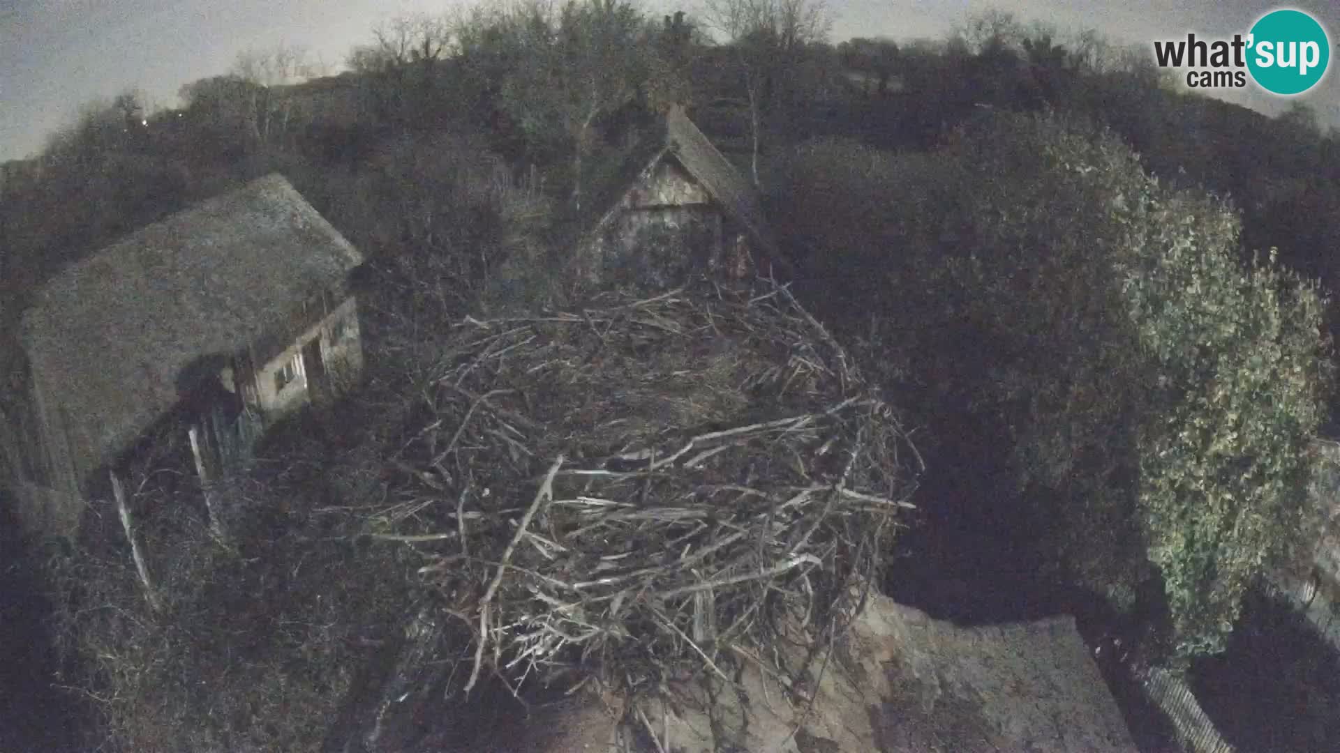 Villaggio delle cicogne europee webcam Parco naturale di Lonjsko polje