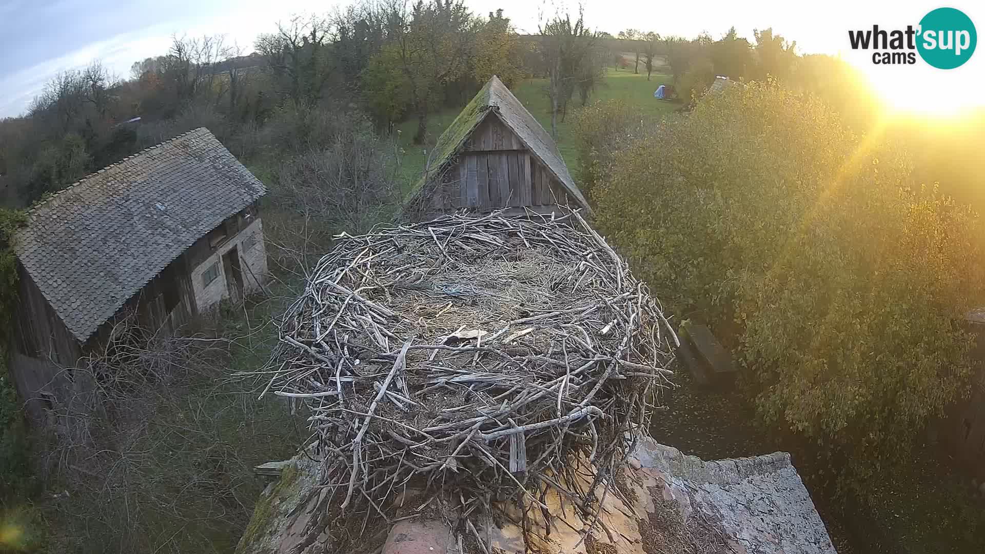 Village européen de cigognes webcam Parc naturel de Lonjsko polje