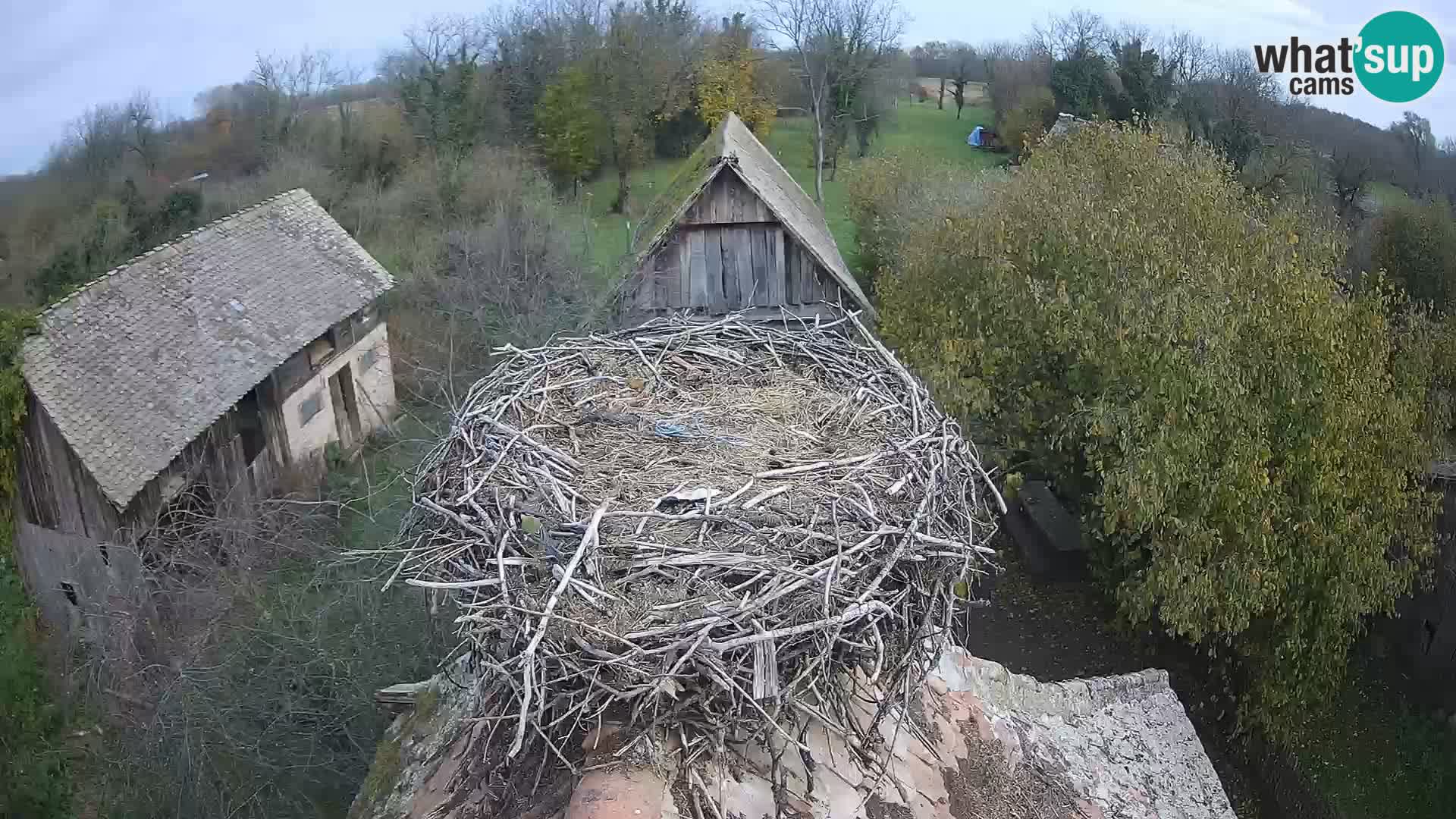 Villaggio delle cicogne europee webcam Parco naturale di Lonjsko polje