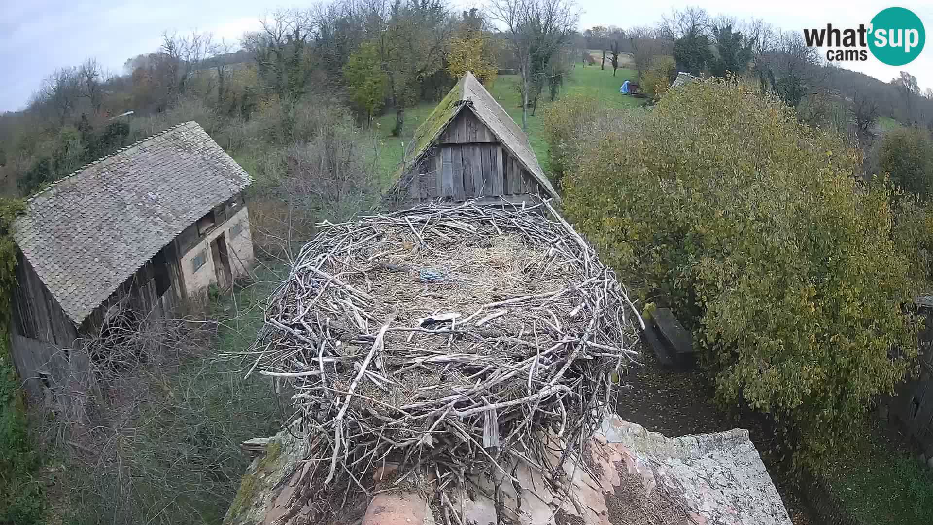 Village européen de cigognes webcam Parc naturel de Lonjsko polje