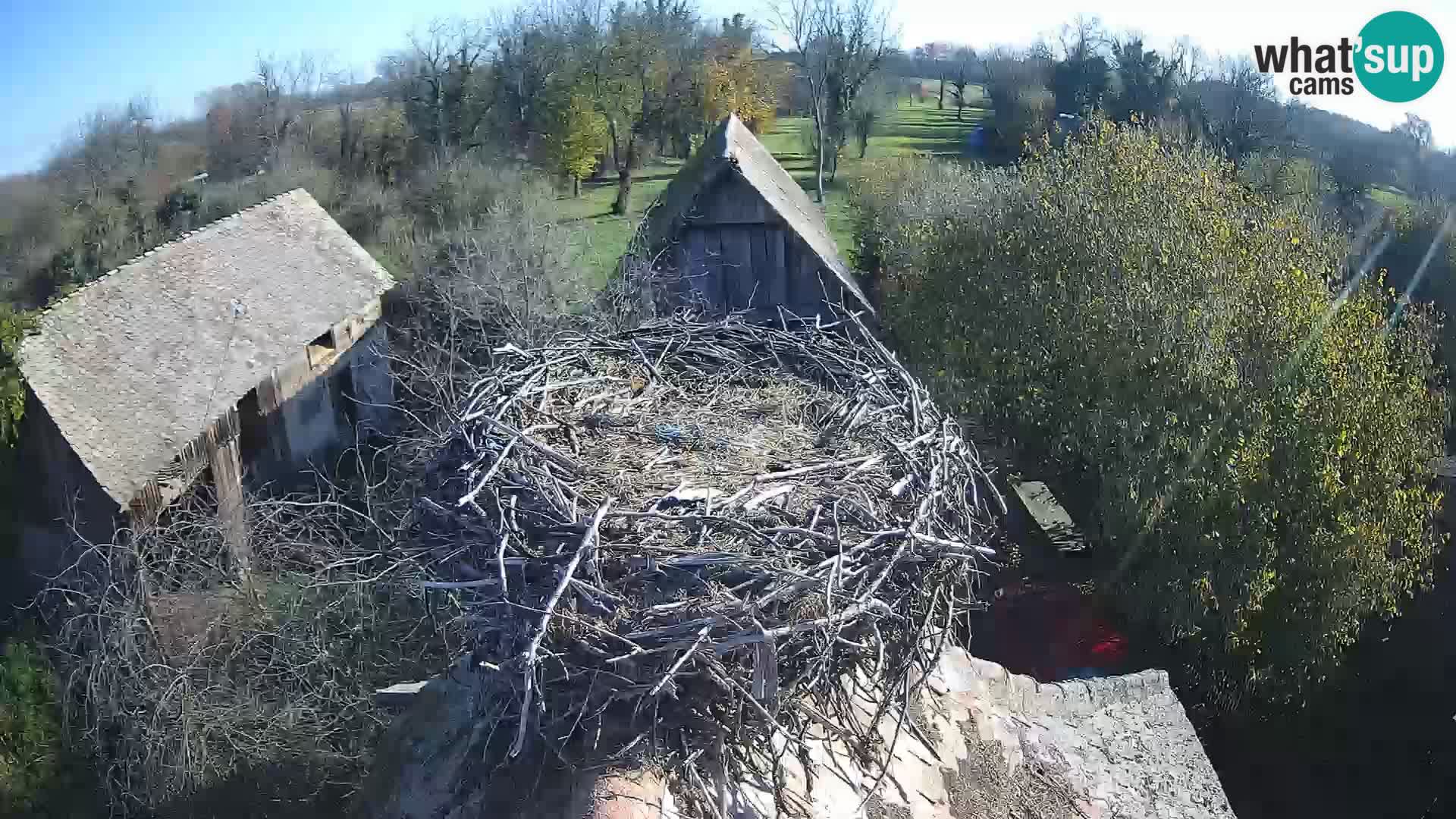 Pueblo europeo de cigüeñas camera en vivo Parque Natural Lonjsko polje