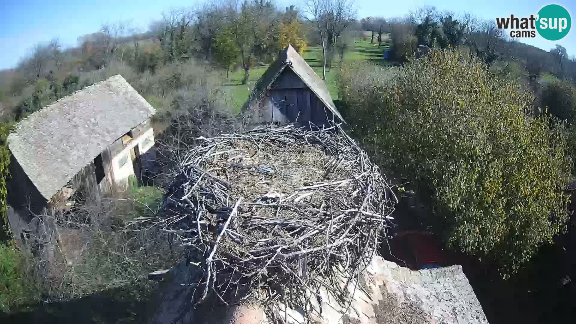 Webcam Europäisches Storchendorf – Naturpark Lonjsko polje