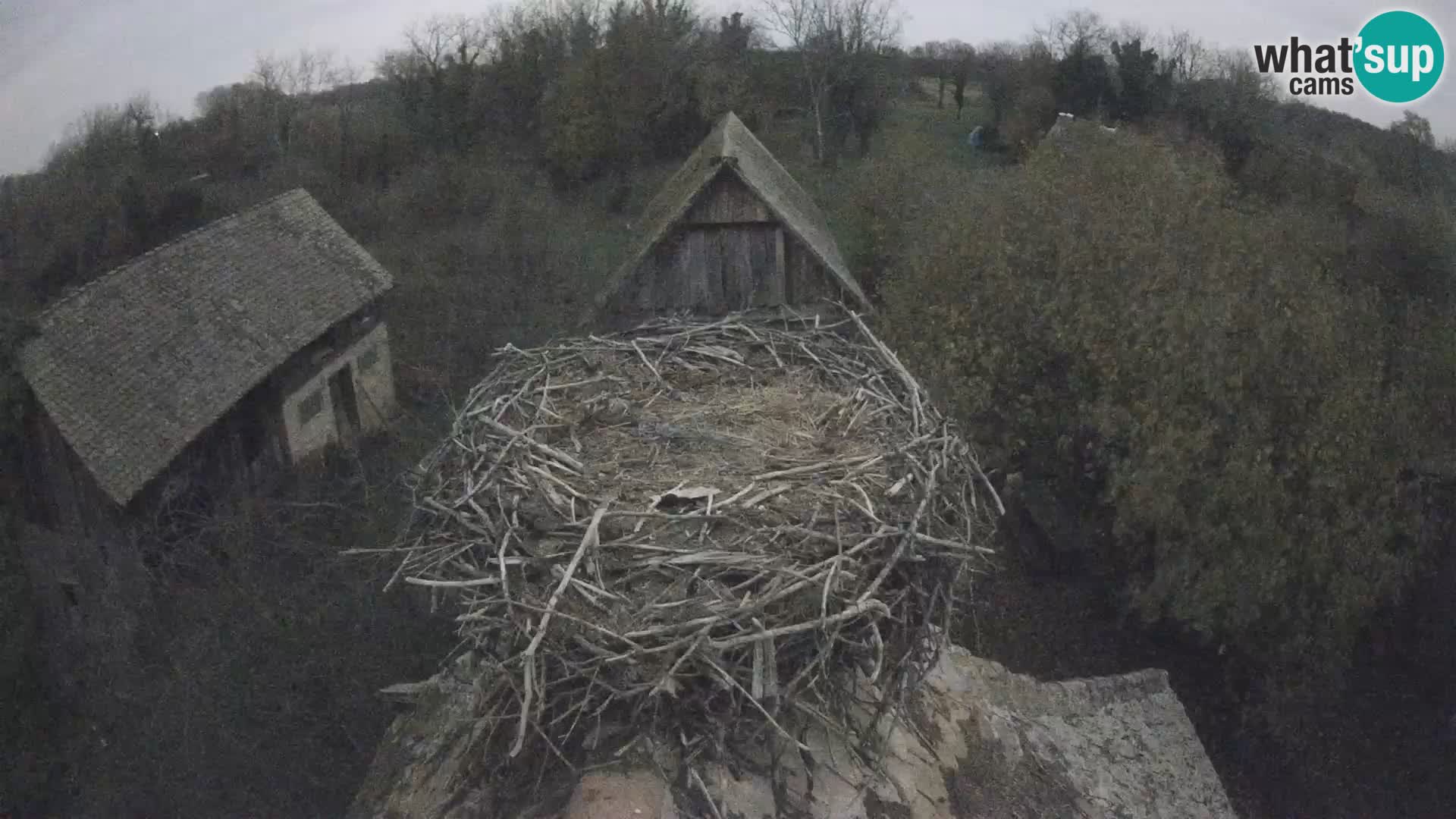 Village européen de cigognes webcam Parc naturel de Lonjsko polje