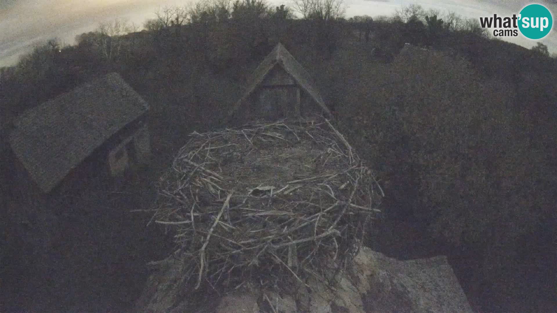 Pueblo europeo de cigüeñas camera en vivo Parque Natural Lonjsko polje