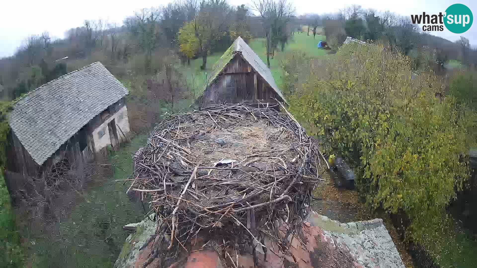 Villaggio delle cicogne europee webcam Parco naturale di Lonjsko polje