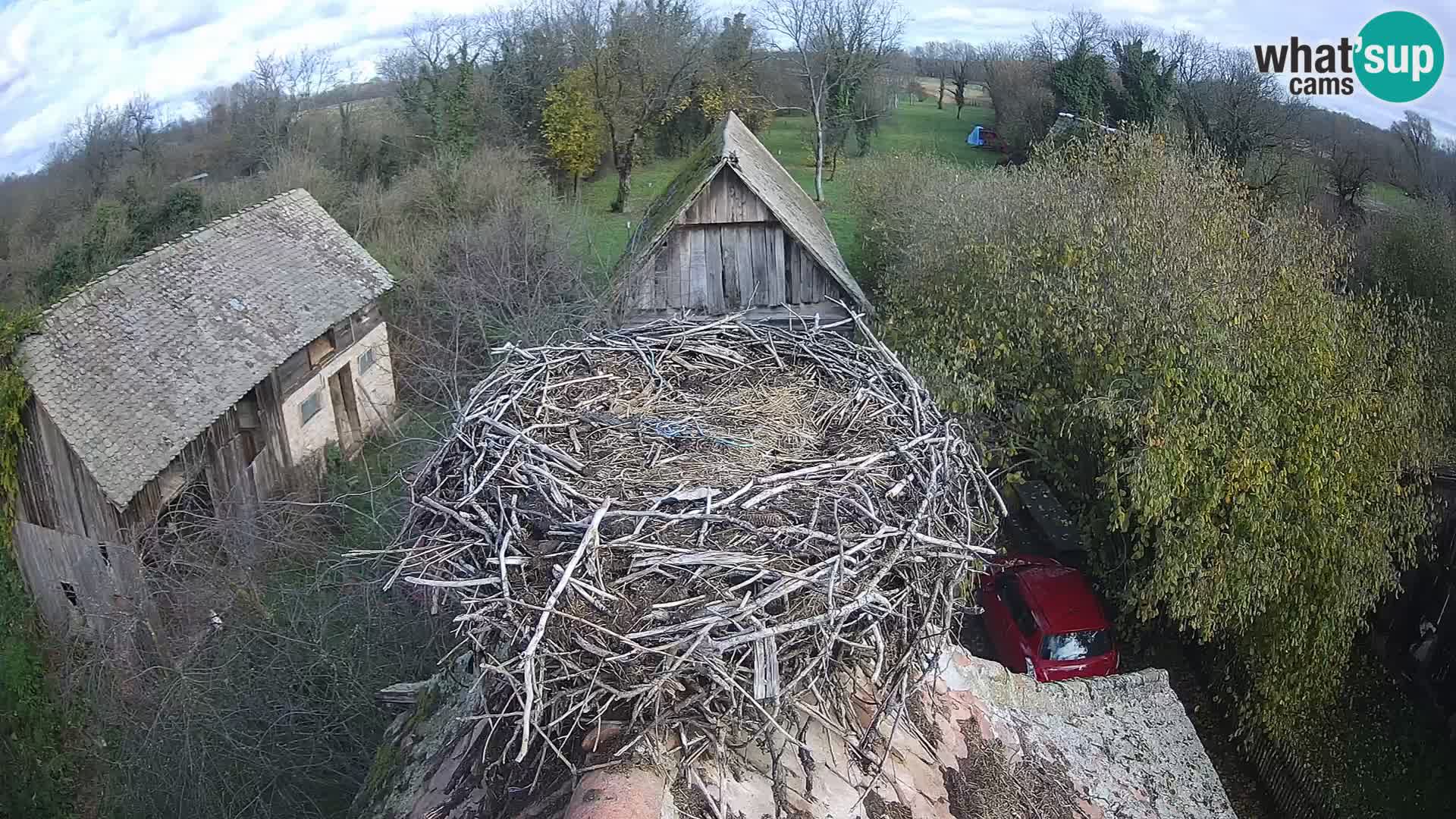 Village européen de cigognes webcam Parc naturel de Lonjsko polje