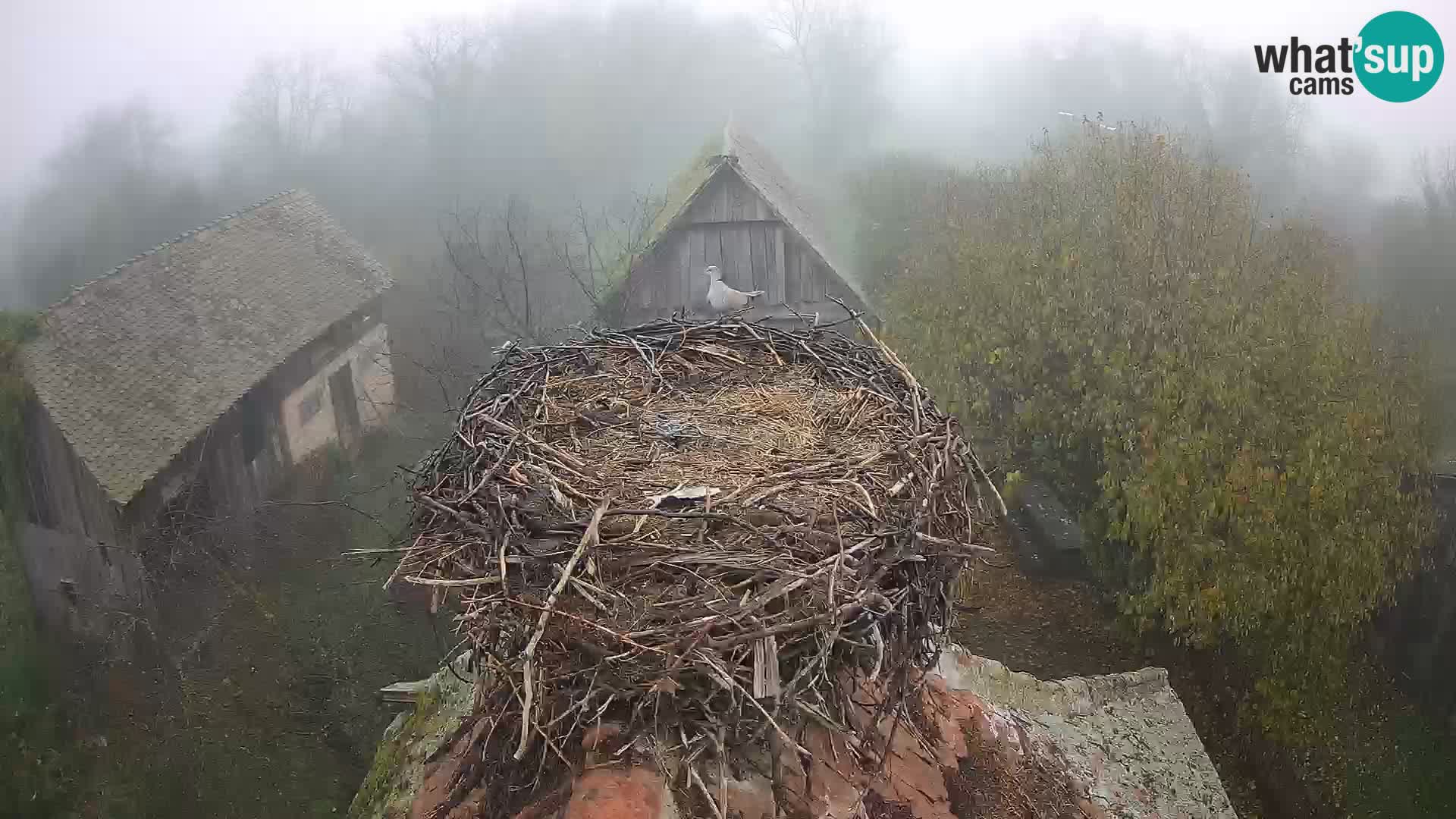 Pueblo europeo de cigüeñas camera en vivo Parque Natural Lonjsko polje