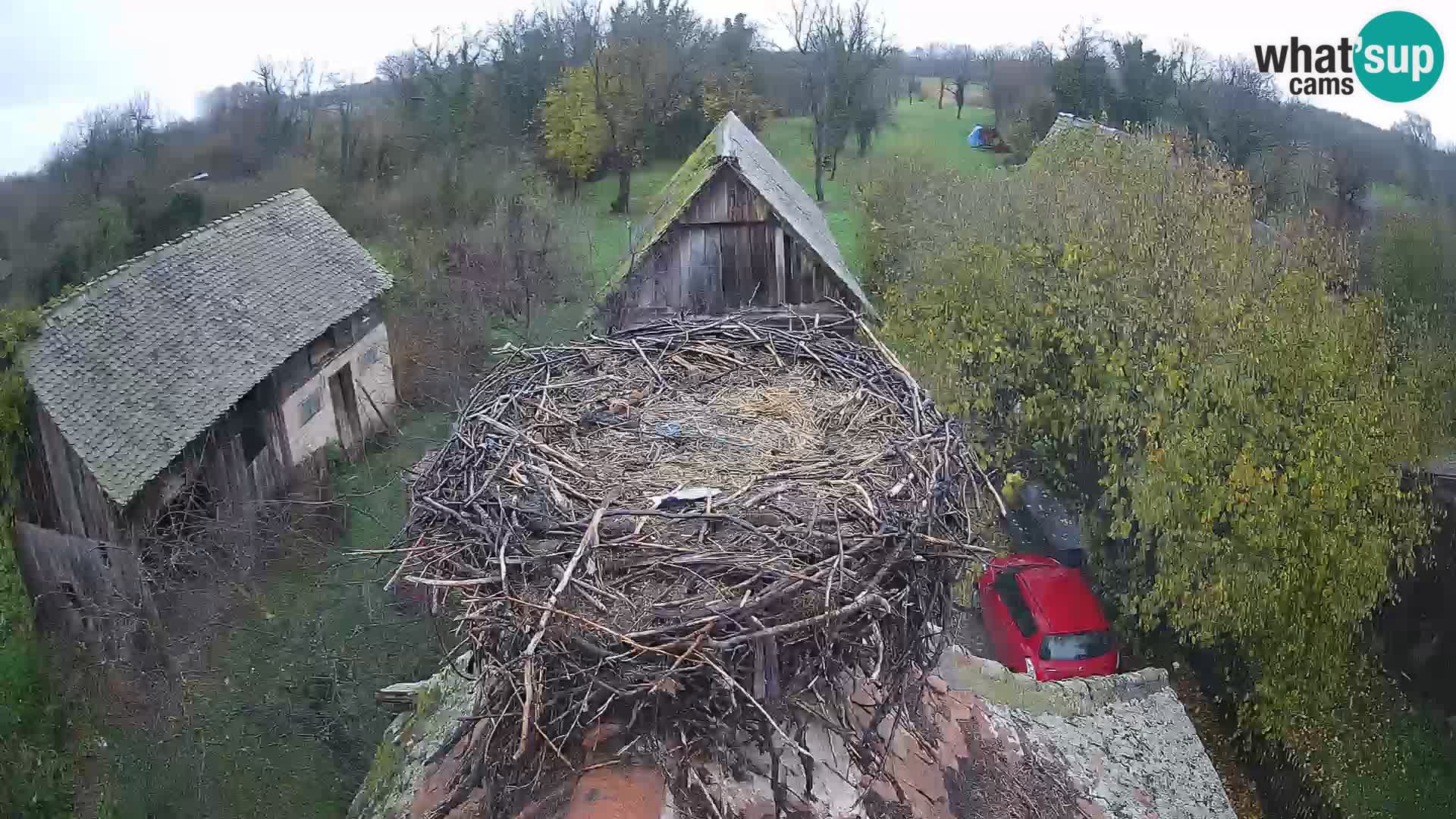 Villaggio delle cicogne europee webcam Parco naturale di Lonjsko polje