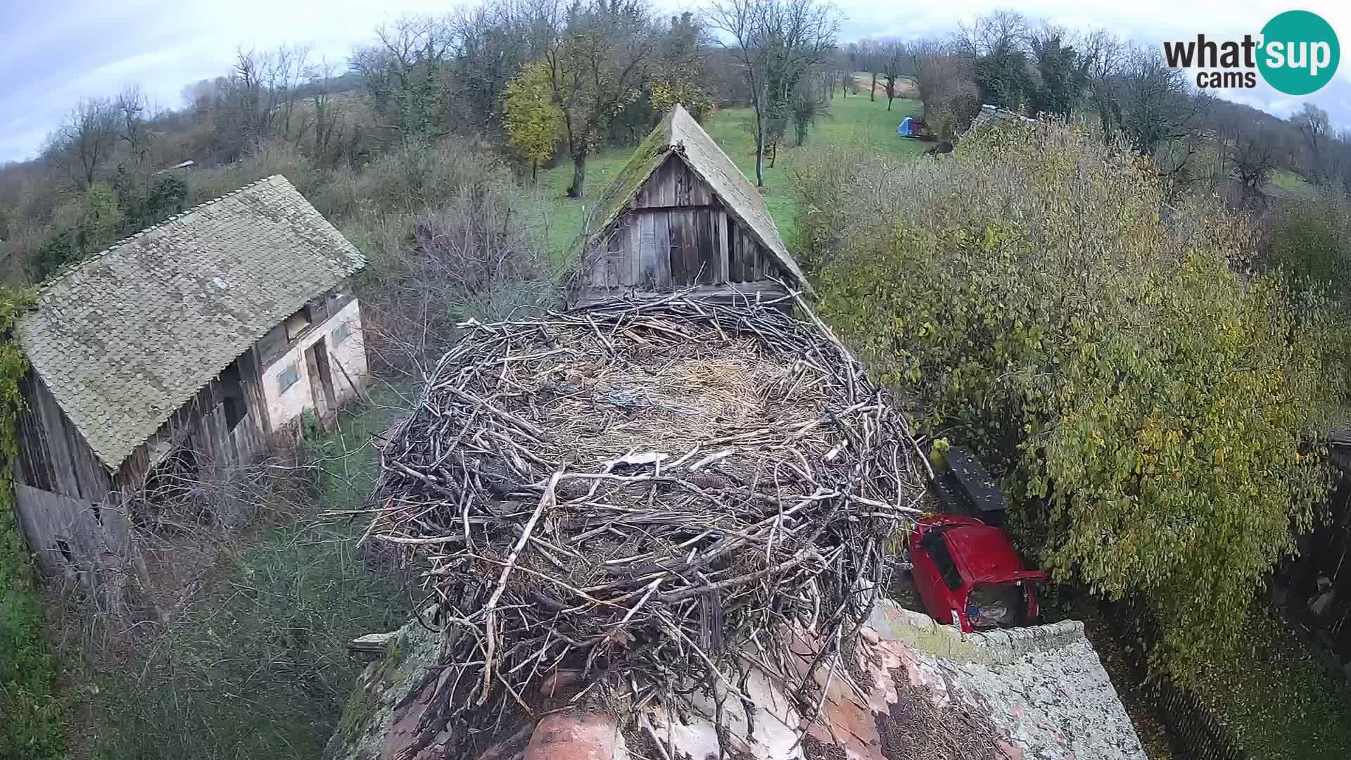 Pueblo europeo de cigüeñas camera en vivo Parque Natural Lonjsko polje