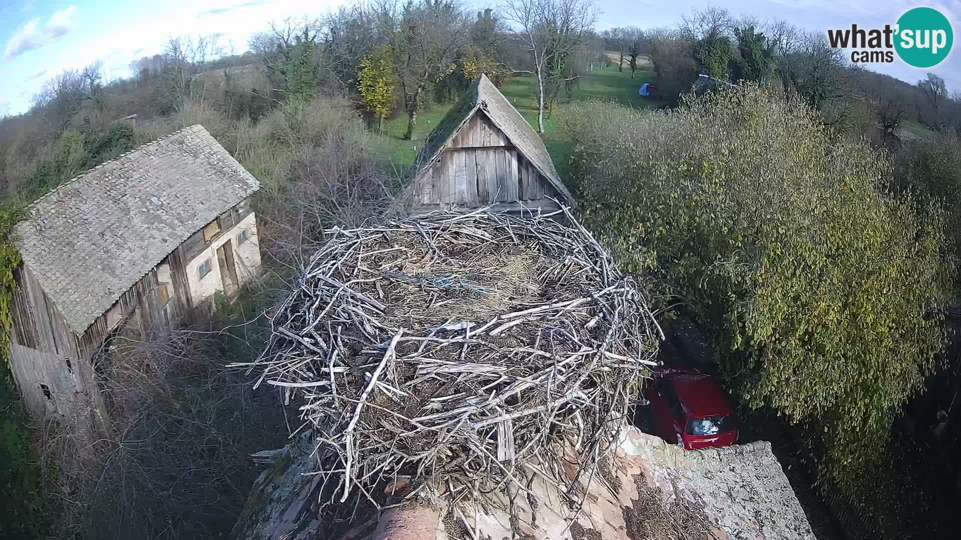 Villaggio delle cicogne europee webcam Parco naturale di Lonjsko polje