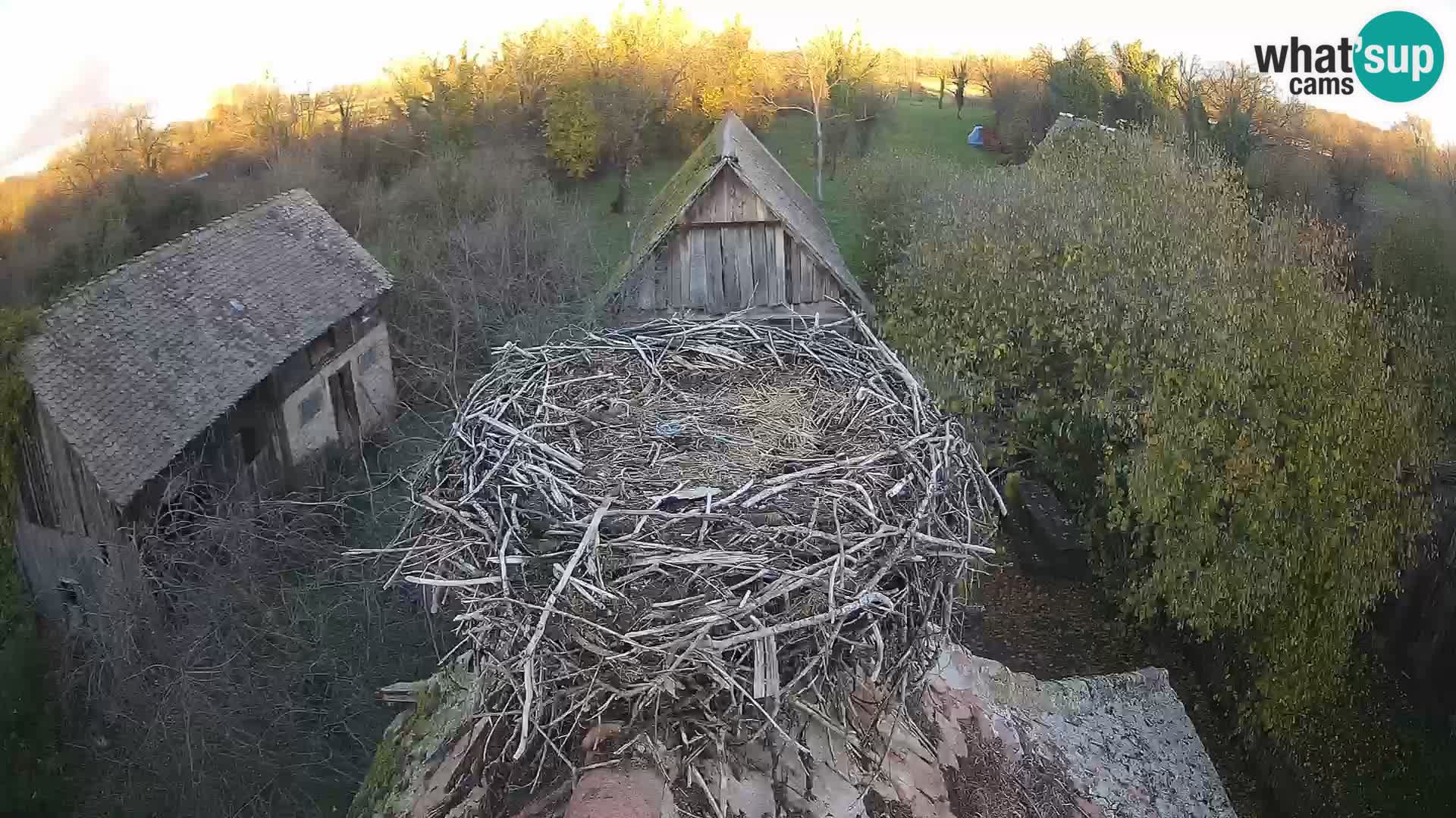 U živo Europsko selo roda – Park prirode Lonjsko polje
