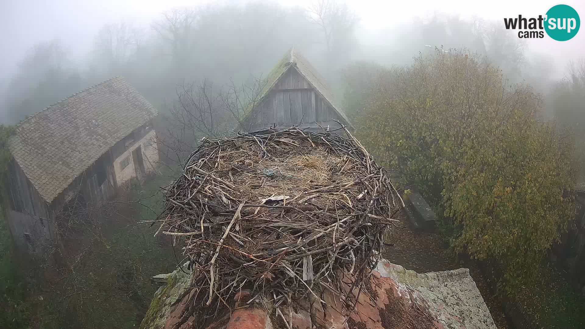 Pueblo europeo de cigüeñas camera en vivo Parque Natural Lonjsko polje