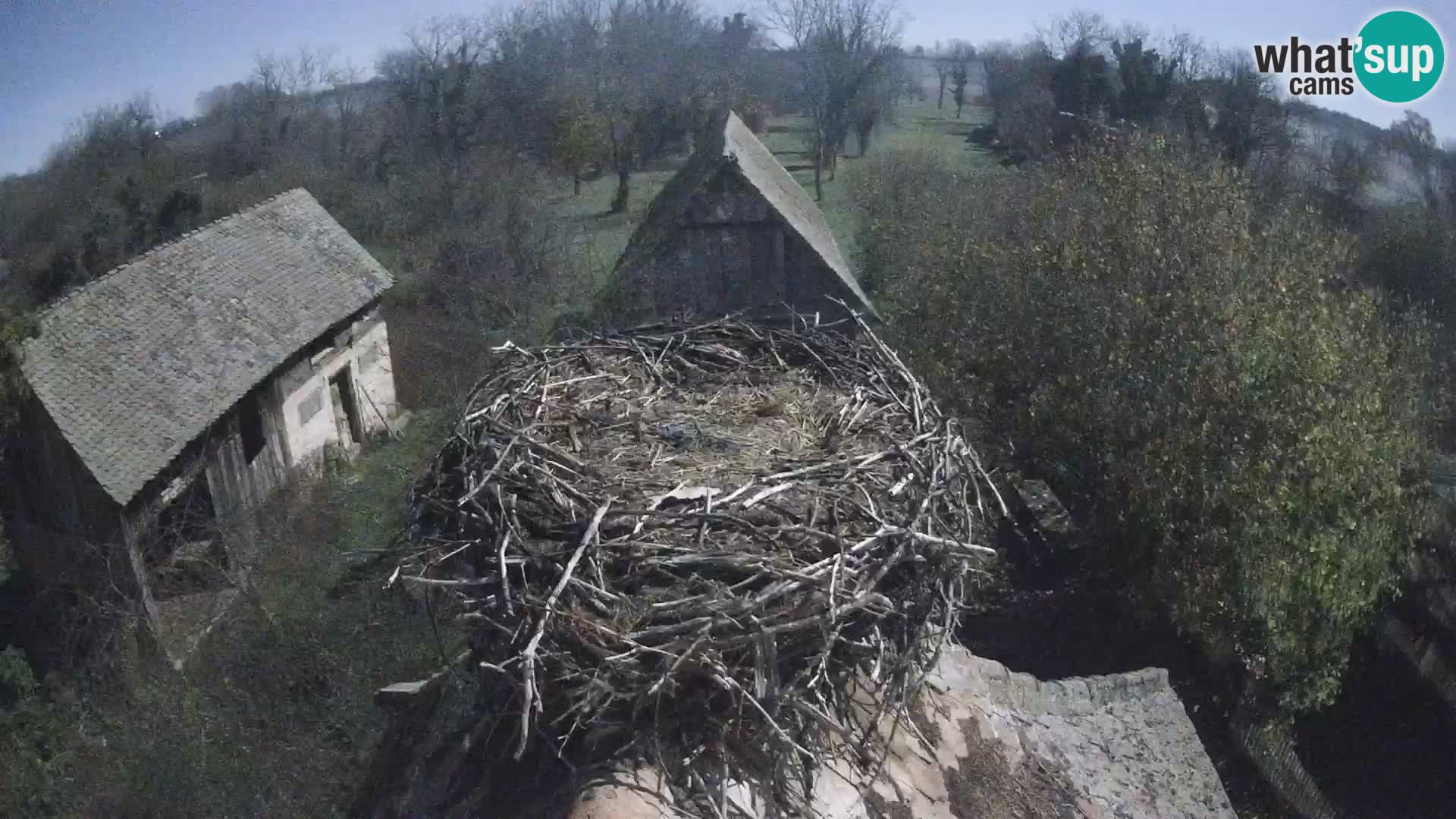 Village européen de cigognes webcam Parc naturel de Lonjsko polje