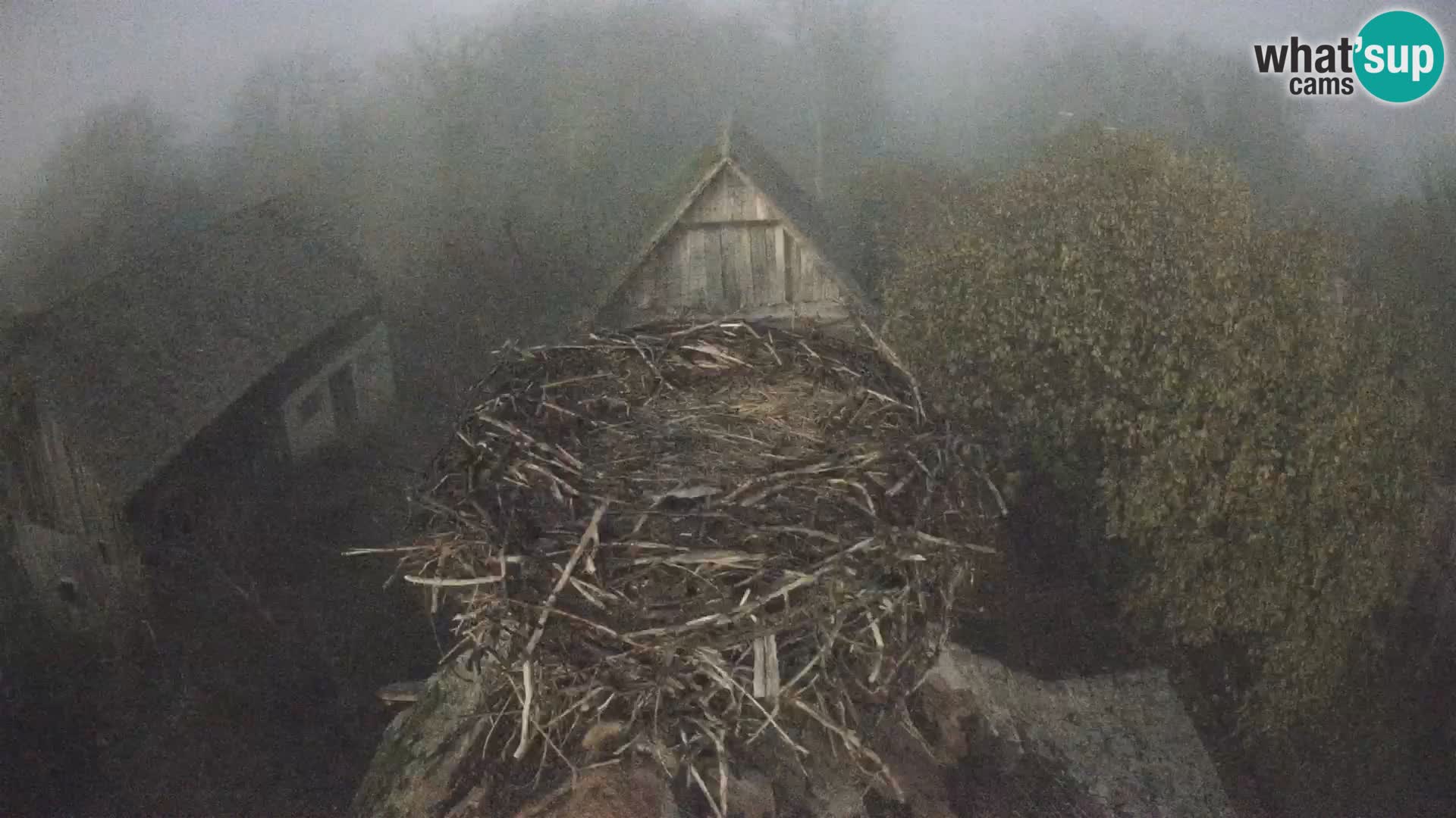 Pueblo europeo de cigüeñas camera en vivo Parque Natural Lonjsko polje