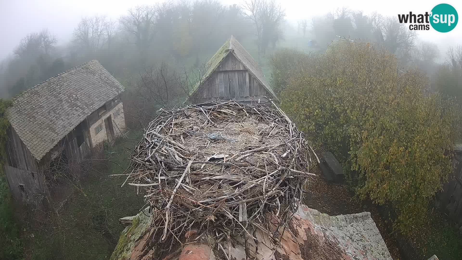 Webcam Europäisches Storchendorf – Naturpark Lonjsko polje