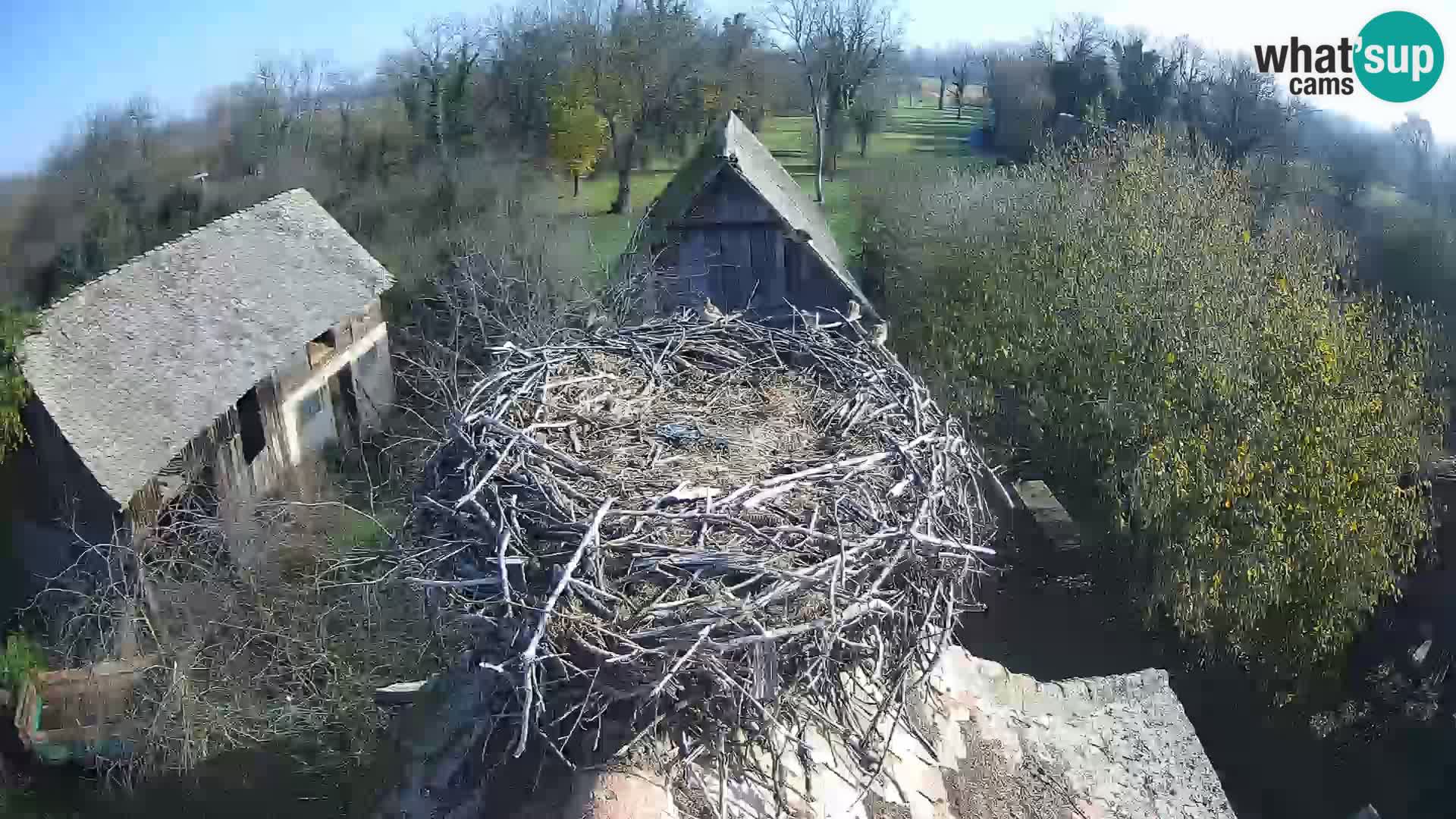 U živo Europsko selo roda – Park prirode Lonjsko polje