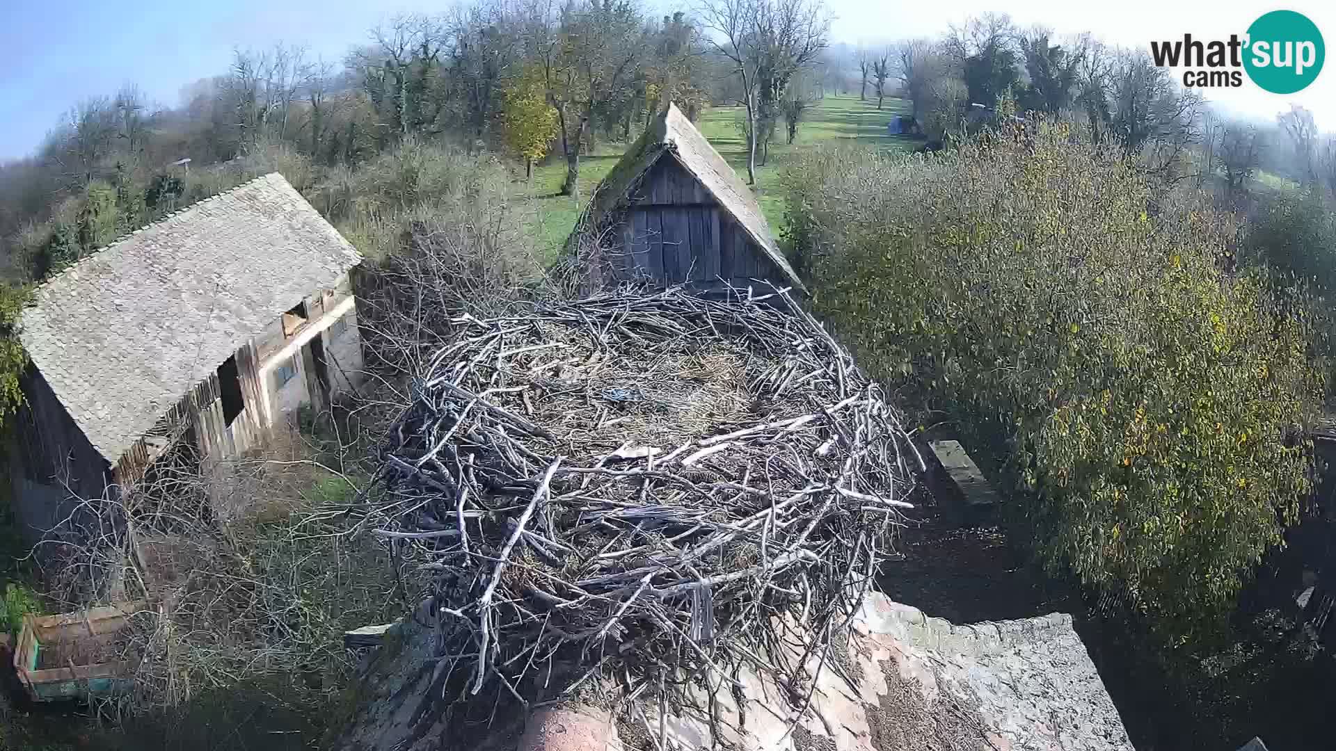 Webcam Europäisches Storchendorf – Naturpark Lonjsko polje