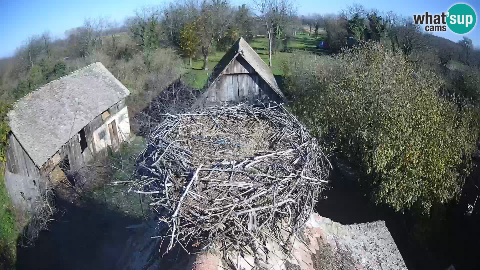 Village européen de cigognes webcam Parc naturel de Lonjsko polje